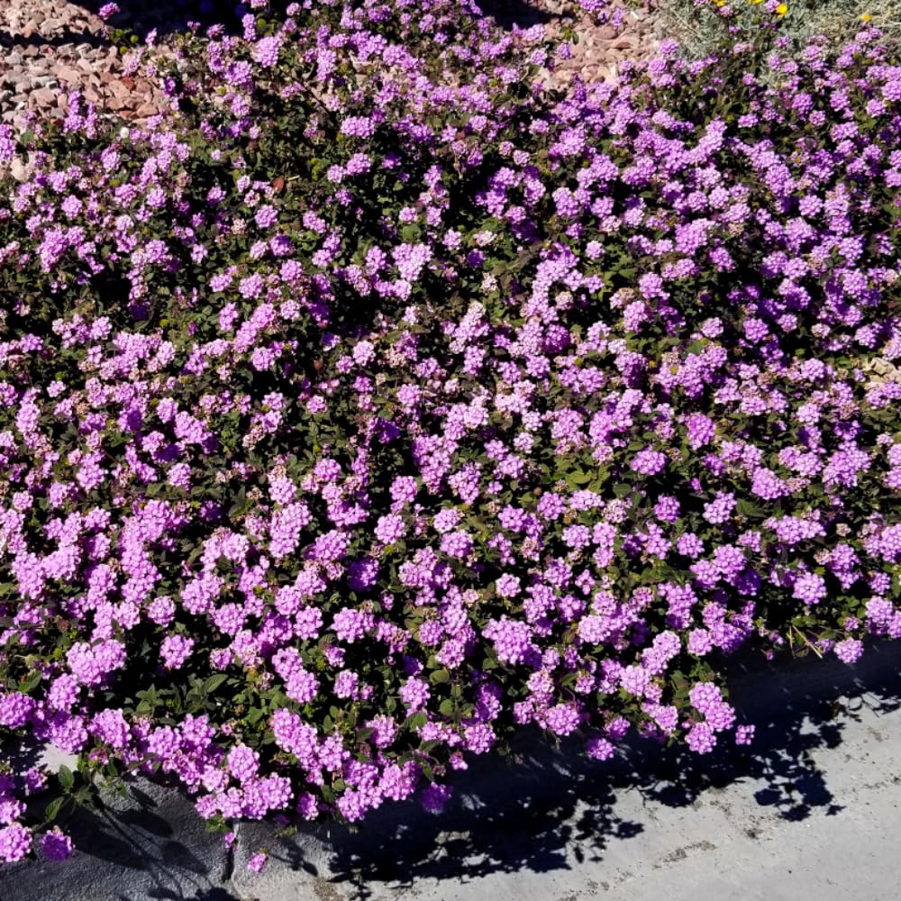 Pack 4 Purple Lantana Plants Live for Planting, Lantana Live Plants 4-9 Inch Tall, Perennial Lantana Flowers