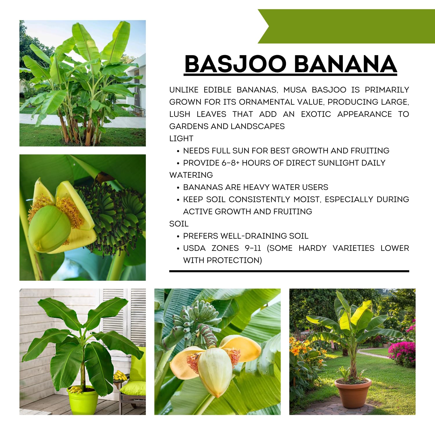 Basjoo Banana Tree Live Plant, Cold Hardy Banana Plant Live, Tropical Banana Fruit Seedling, Well Rooted 4-8 Inch Tall