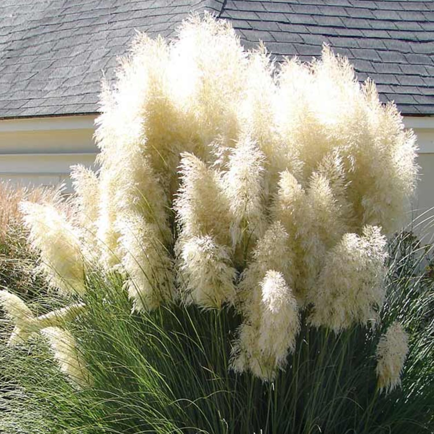 Pack 3 White Pampas Grass Plants Live Clumps, 5-9 Inch Tall, Ornamental Grasses Live Plants Perennial