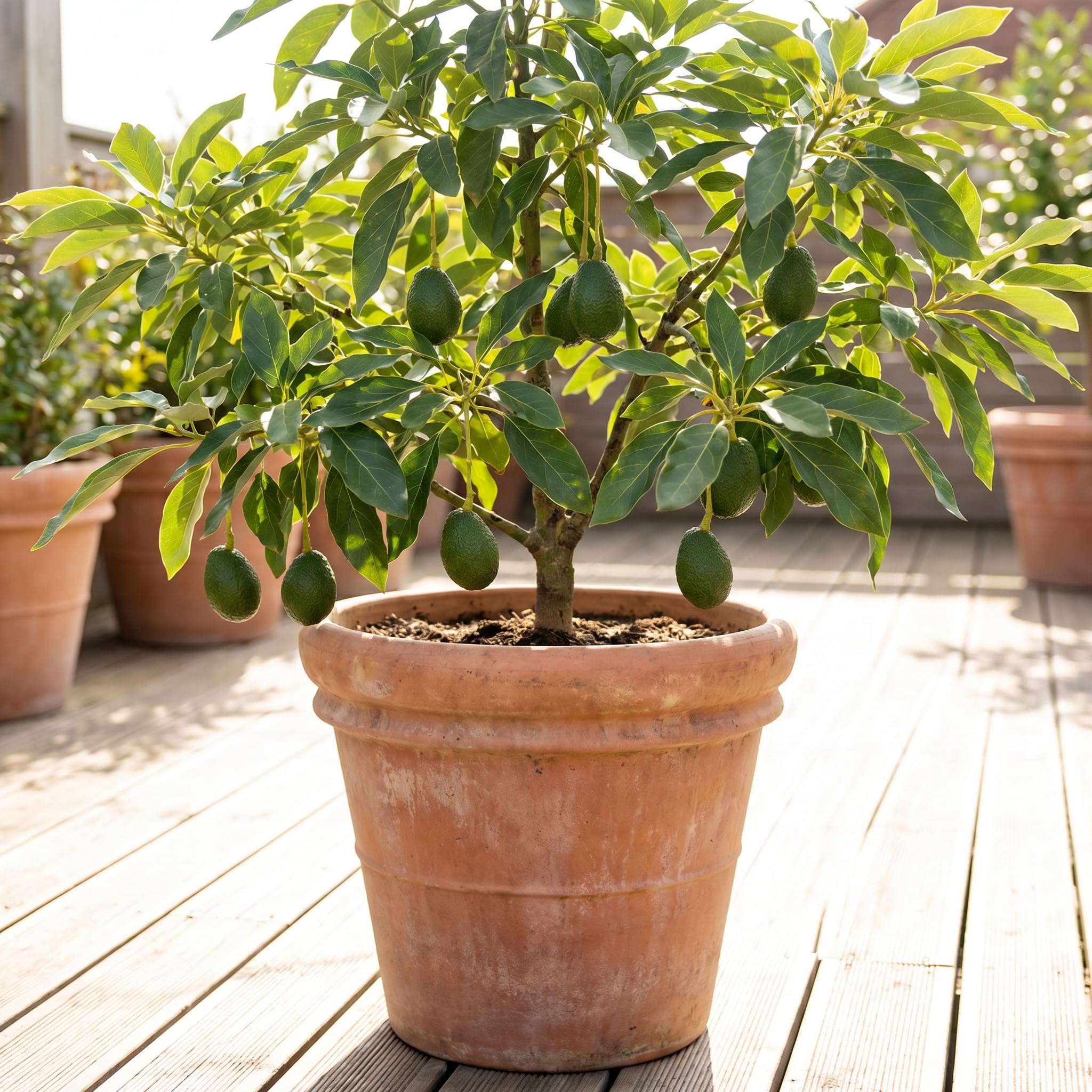Avocado Tree Live 1-2 Ft Tall in 3 Gallon Pot, Grafted Avocado Tree for Outdoor Garden or Patio Planting, High Yield, Ready to Bear Fruits, No CA (Super HASS Avocado)