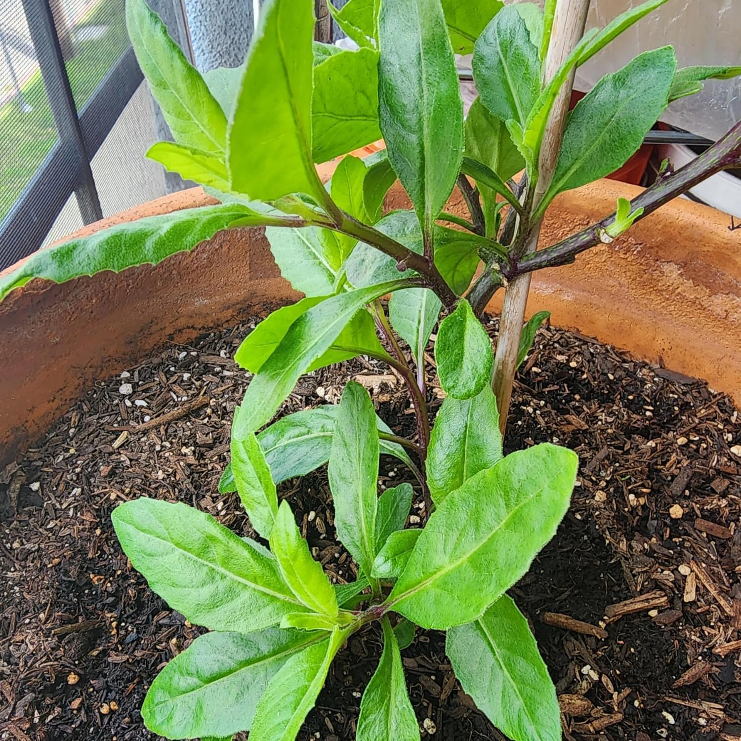 Longevity Spinach Plant Live, Longevity Spinach Live Plants, Vegetable Plants Live Outdoor Garden 4 to 6 Inches Tall