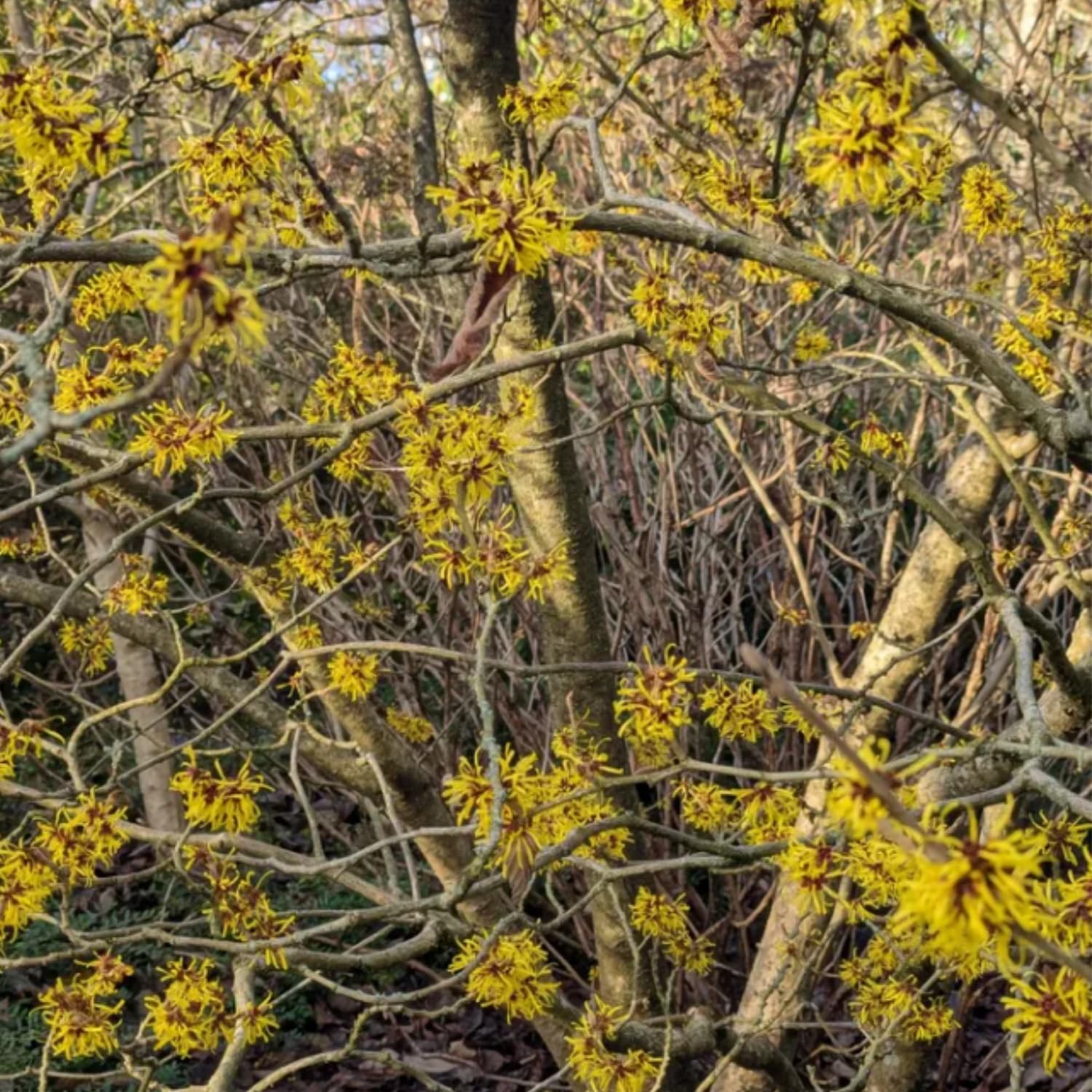 2 Witchhazel Bare Root Plant Live, Yellow Flowering Bushes, 12-16'' Tall, Witch Hazel Plant for Outdoor Garden