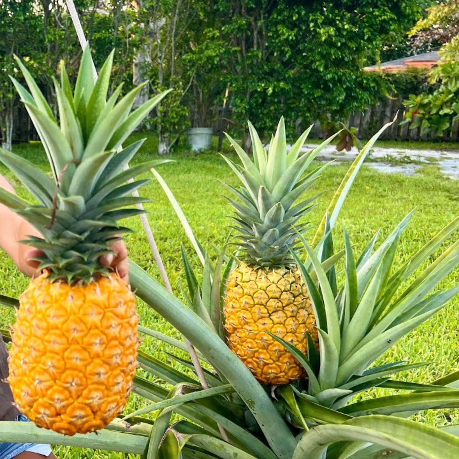 4 Elite Gold Pineapple Fruit Trees Live Plants, Pineapple Seedlings for Backyard Gardening, Pineapple Plants Live