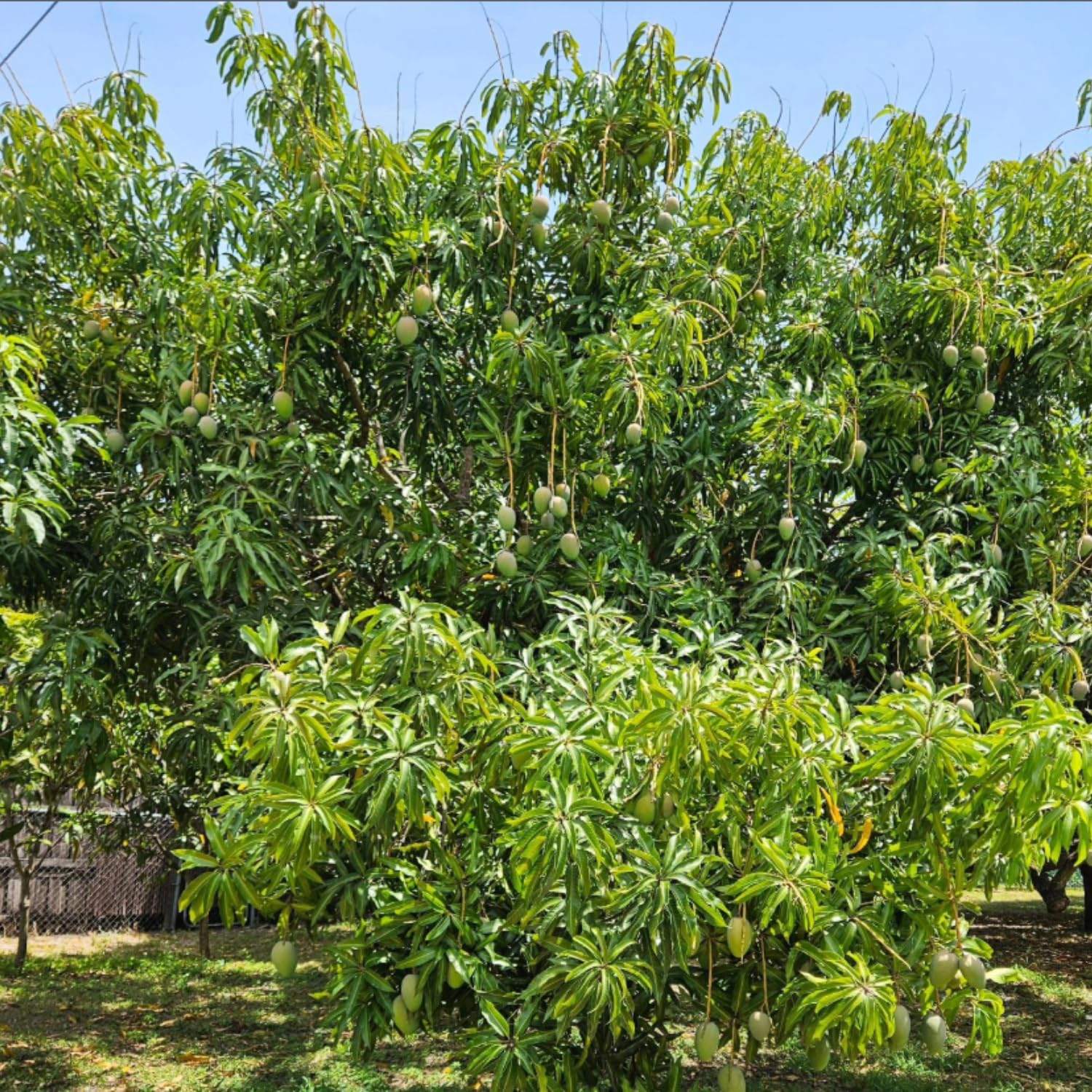 Pride Mango Plant Live, Sweet Tropical Mango Live in 3 Gallon Pot, Mango Fruit Tree for Outdoor Planting, 3-4 Feet Tall, No Ship to CA