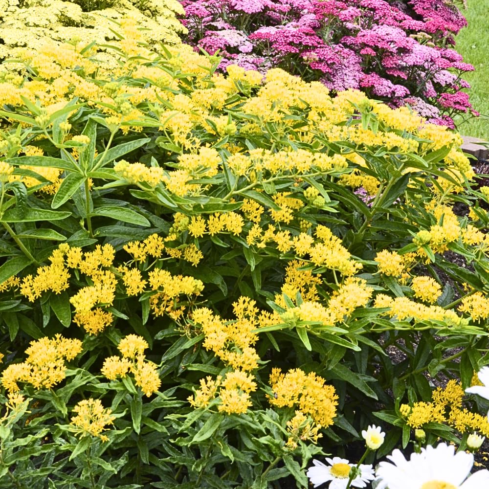 Pack 4 Butterfly Milkweed Plants Live, Milkweed Live Plants, 5-8" Height Asclepias Tuberosa Perennial Flowers Home Garden (Yellow Milkweed)