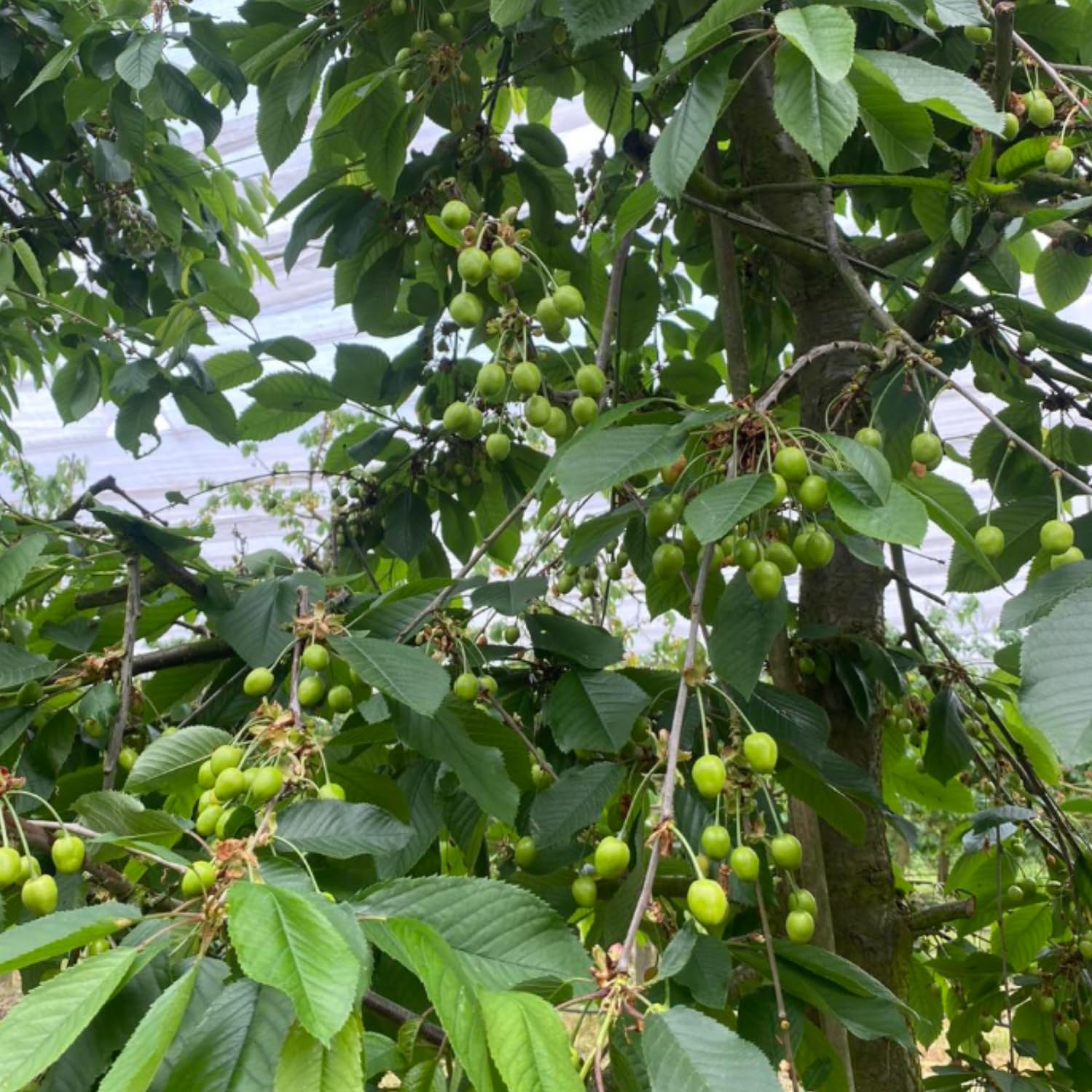 Cherry Tree Live Plant, Cherry Fruit Plant 3-4 Feet Tall in 3 Gallon, Sweet Fruit Tree, Cold Hardy for Outdoor Growing (Red Cherry)