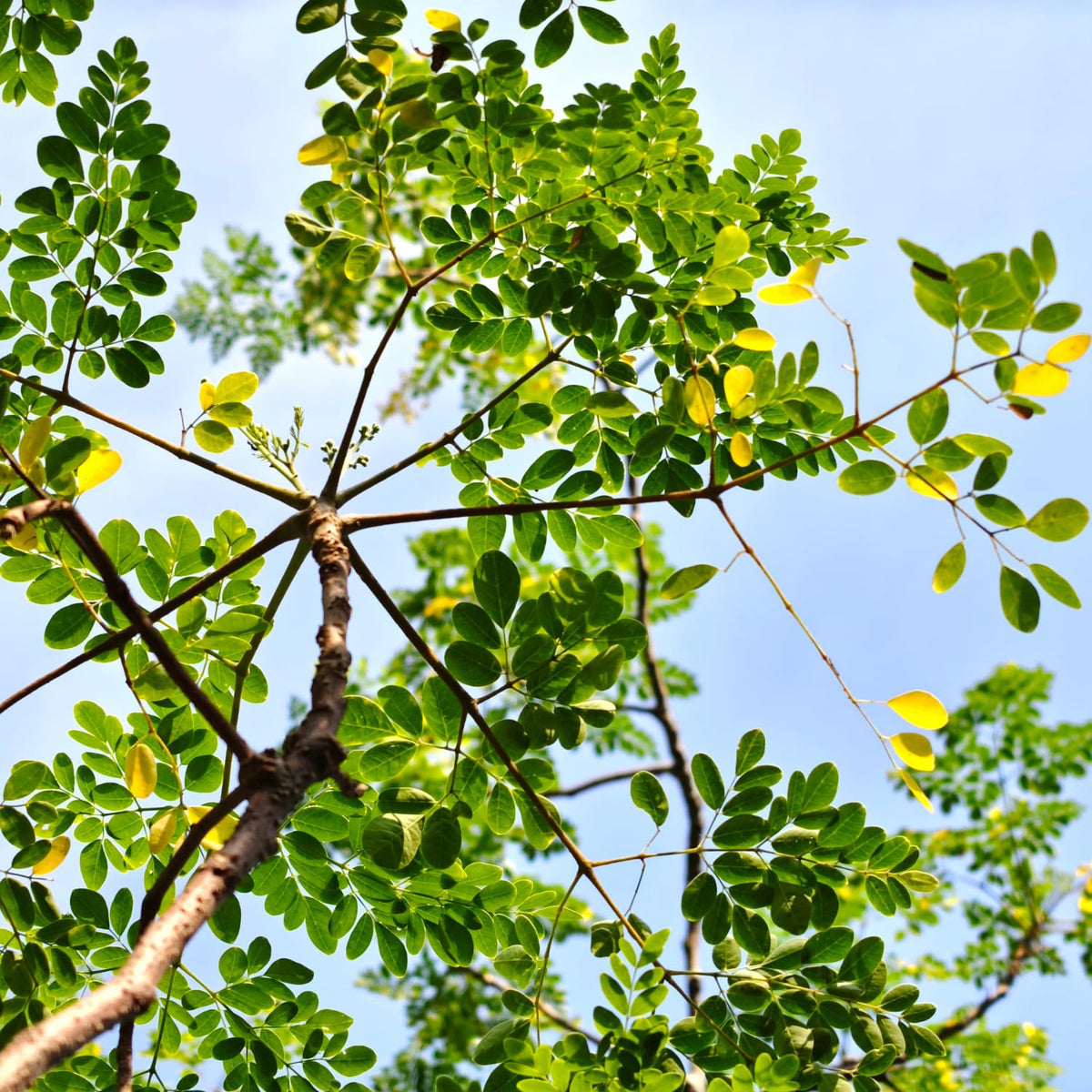 Moringa Tree Plant in Gallon Pot, Moringa Oleifera Drumstick Tree, 1-2 Feet Heights, Hardy Perennial Herb for Planting, No Ship to CA