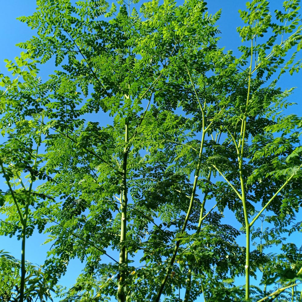 Moringa Tree Live Plant 1-2 Ft Tall in 1 Gallon Pot, Drumstick Moringa Oleifera Tree, Fast Growing Edible Tropical Tree - No Ship to CA