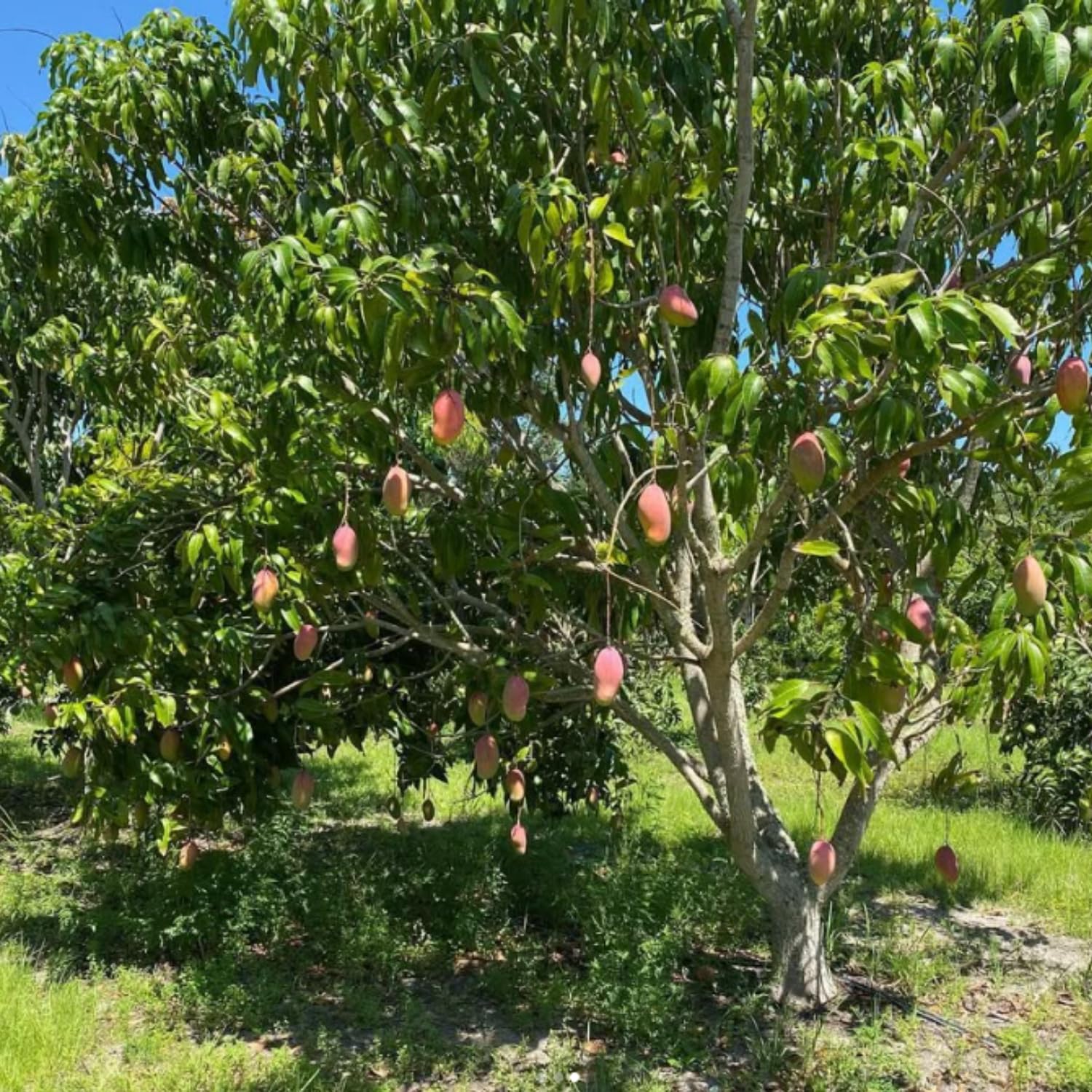 Pride Mango Plant Live, Sweet Tropical Mango Live in 3 Gallon Pot, Mango Fruit Tree for Outdoor Planting, 3-4 Feet Tall, No Ship to CA