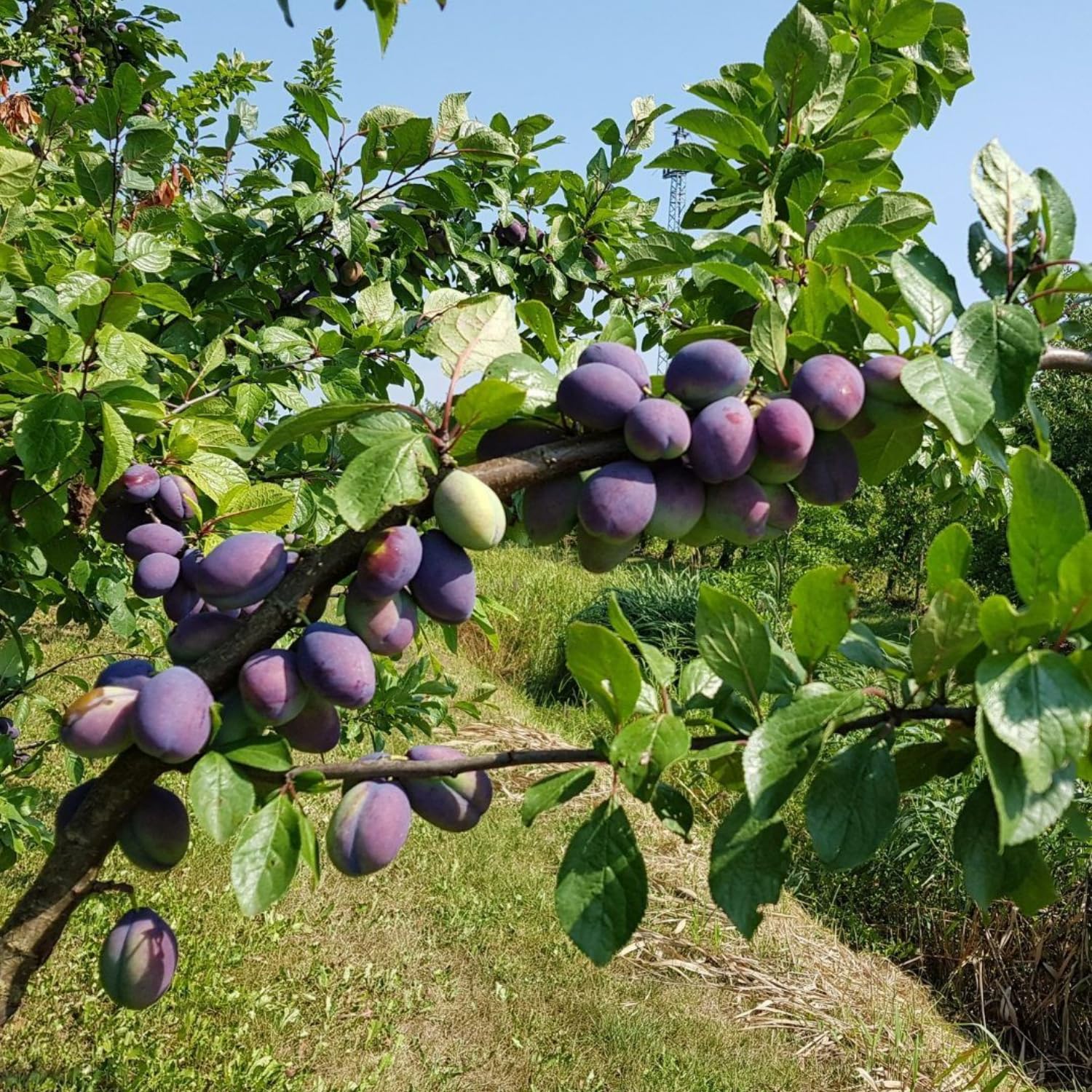 Dark Purple Plum Tree 3-4 Ft Tall, 2 Years Old Sweet Plum Fruits, Cold Hardy, Bareroot, Ready for Growing Outdoors