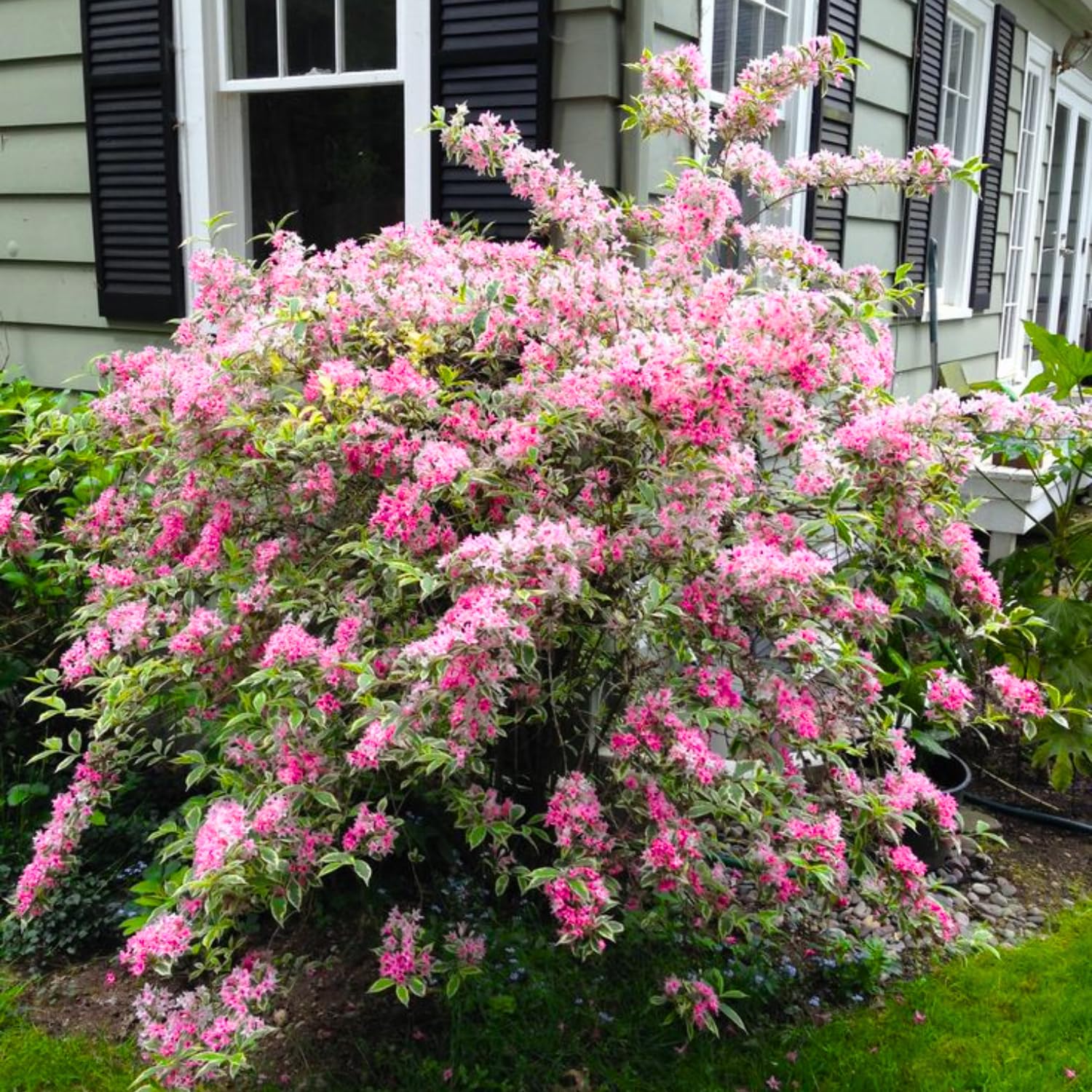 Variegated Weigela Live Plant Blooming Shrub,1-2 Ft Hardy Dormant Perennial Flowering Bush for Garden Borders