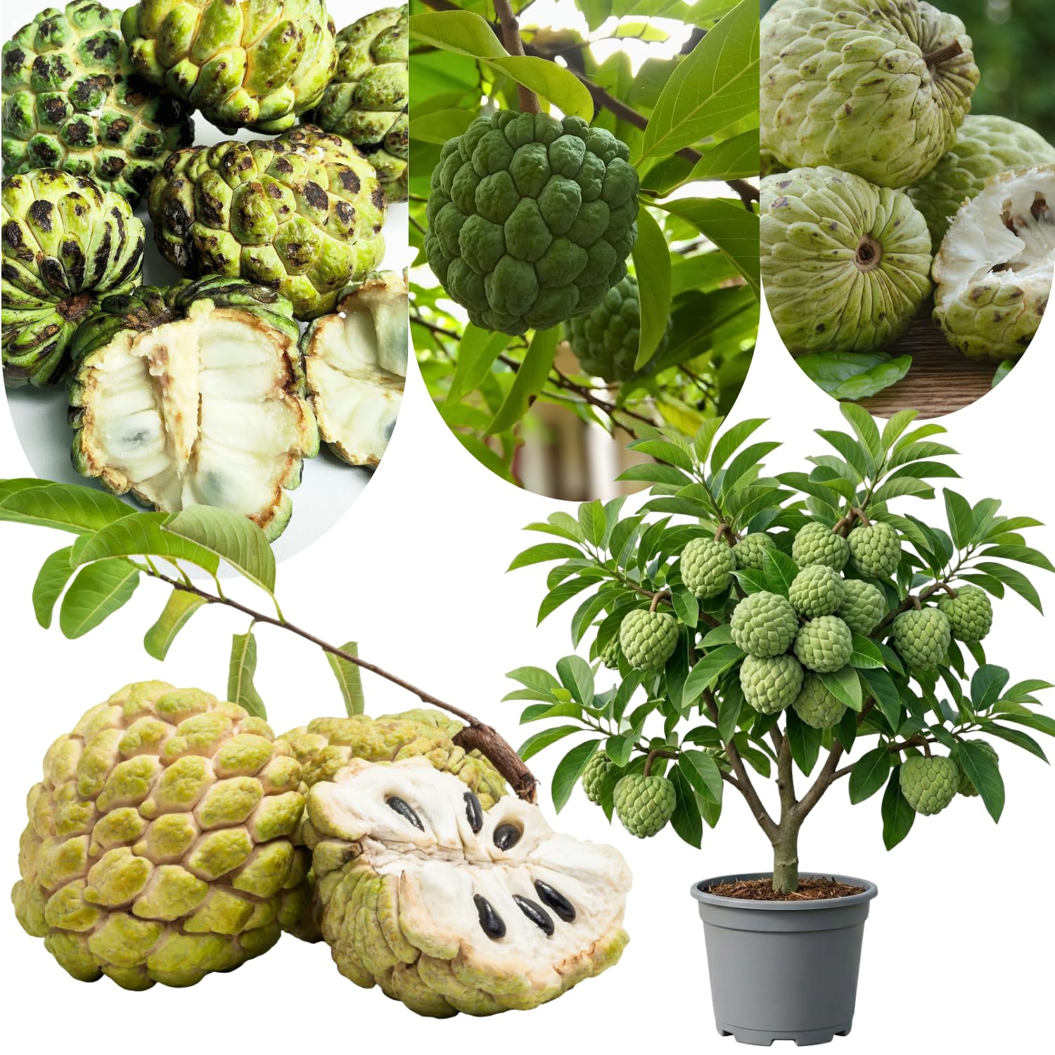 Green Sugar Apple Tree Live Plant, 2-3 Feet Tall in 3 Gallon Pot for Container and Outdoor Planting, No CA
