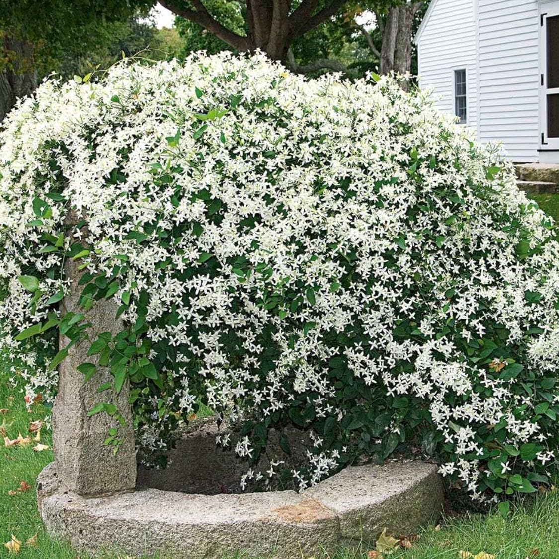 3 Sweet Autumn Clematis Vine Live Plant in 4" Pot, Dormant in Winter, Spring Blooms, Clematis Plants Live, Fragrant Vines