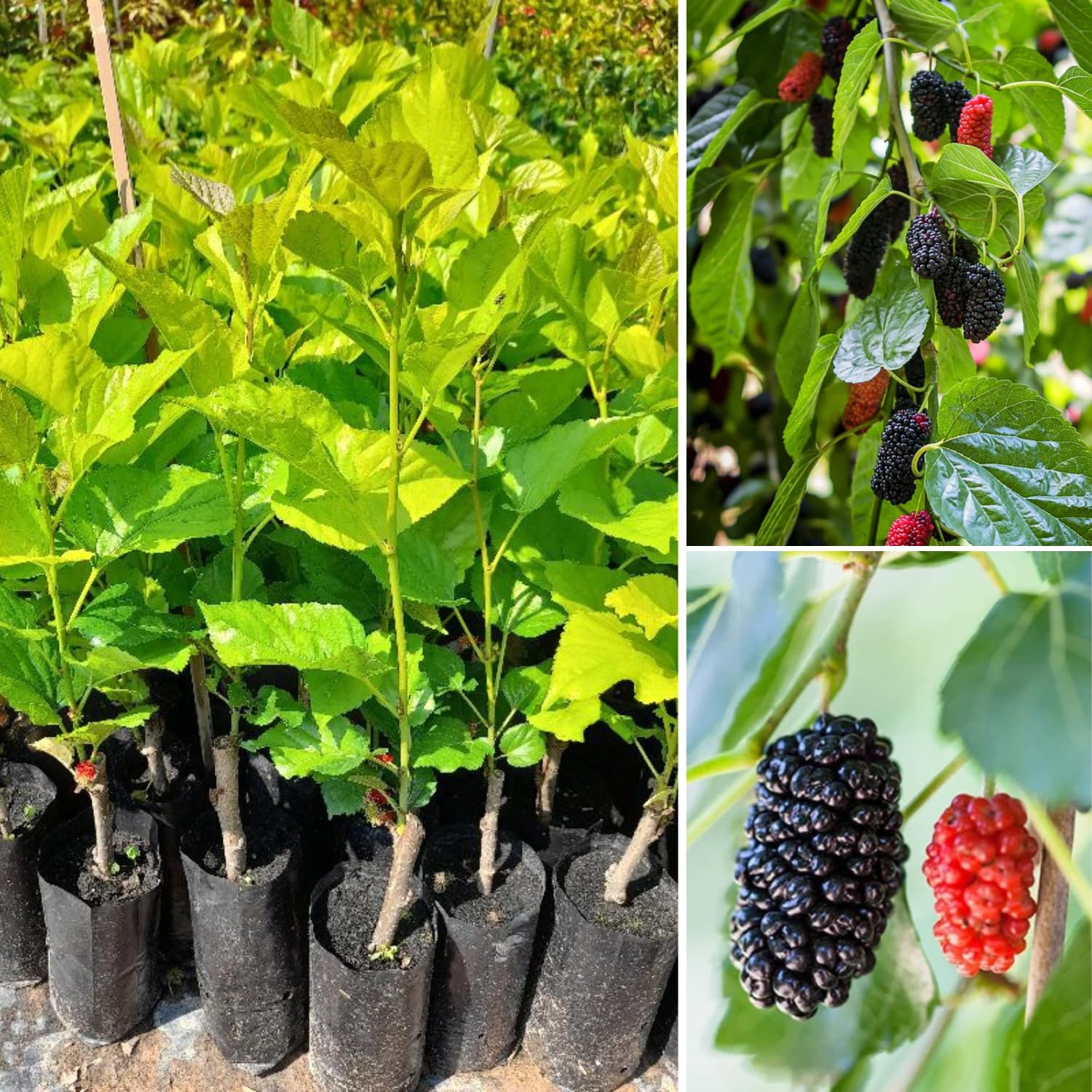 3-Pack Mulberry Plants Live for Planting, 5-9” Tall, Sweet Mulberries Trees Live (Dwarf Mulberry)