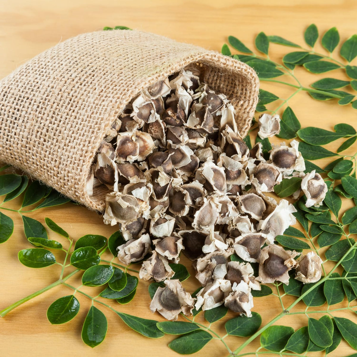 Moringa Tree Plant in Gallon Pot, Moringa Oleifera Drumstick Tree, 1-2 Feet Heights, Hardy Perennial Herb for Planting, No Ship to CA