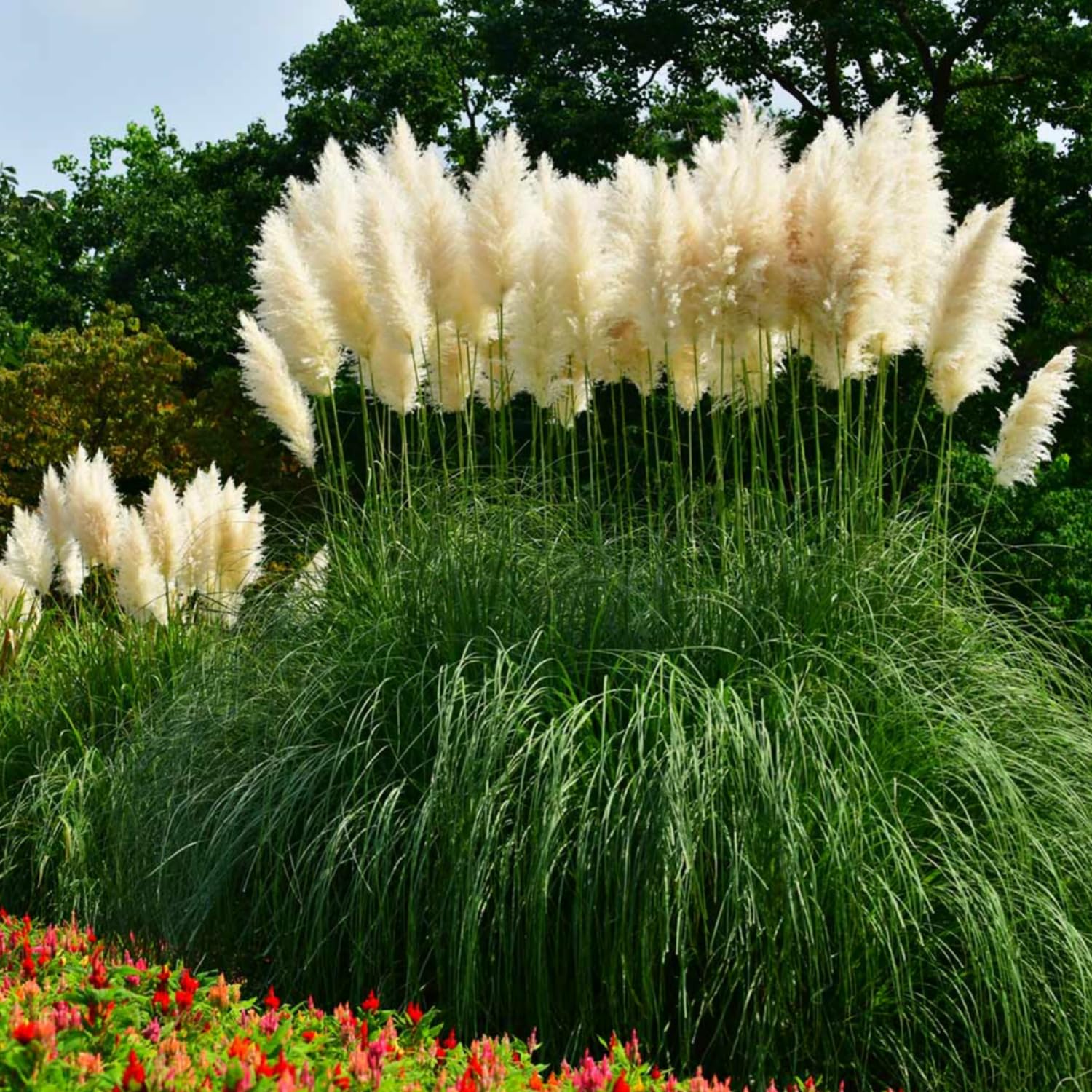 2 Pampas Grass Plants Live, Tall Ornamental Perennial Grass for Landscaping, 5-9 Inch Height Well Rooted (Dwarf Blue Pampas Grass)