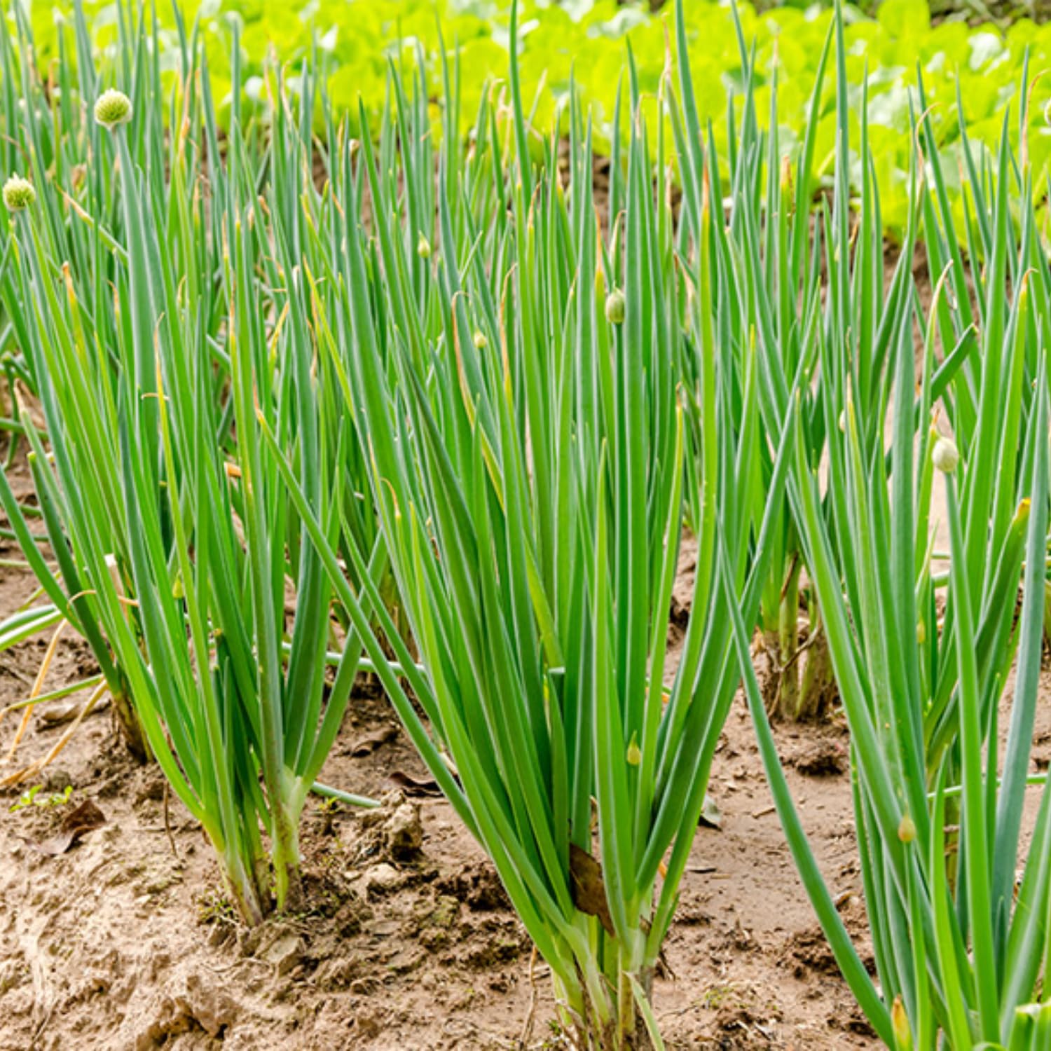 Pack of 3 Chives Plants Live, Hardy Heirloom Leeks Chives Herb, 4-8” Tall