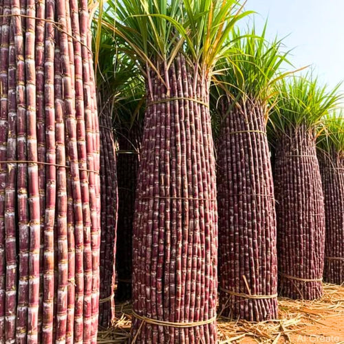 20 Sugarcane Cuttings for Planting, Fresh Sugar Cane Plant Stalks, Starter Cane Cuttings for Outdoor Garden or Container Growing, No Ship to CA (Purple Sugarcane)