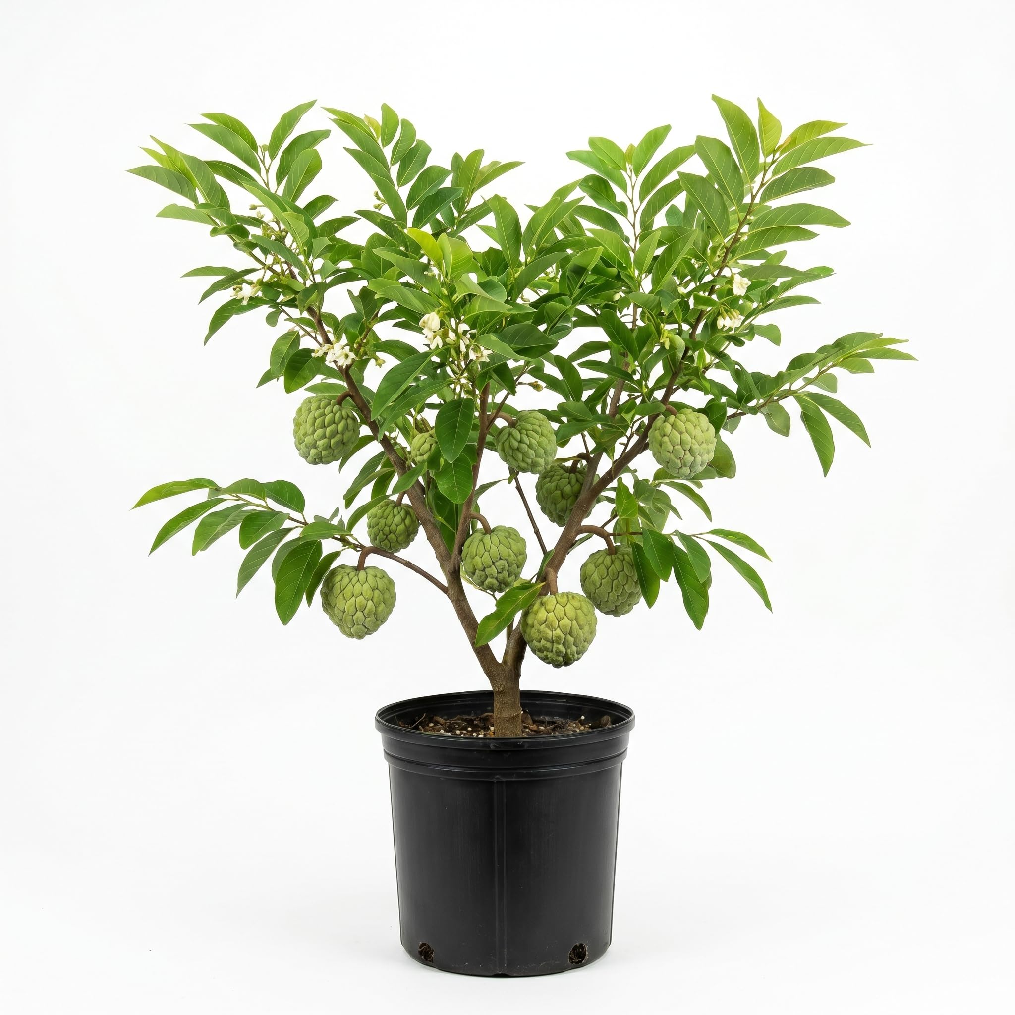 Sugar Apple Tree 2-3 Feet Tall in 3 Gallon Pot, Sweet Tropical Fruit Tree, Backyard and Container Planting, No CA (Green Sugar Apple)
