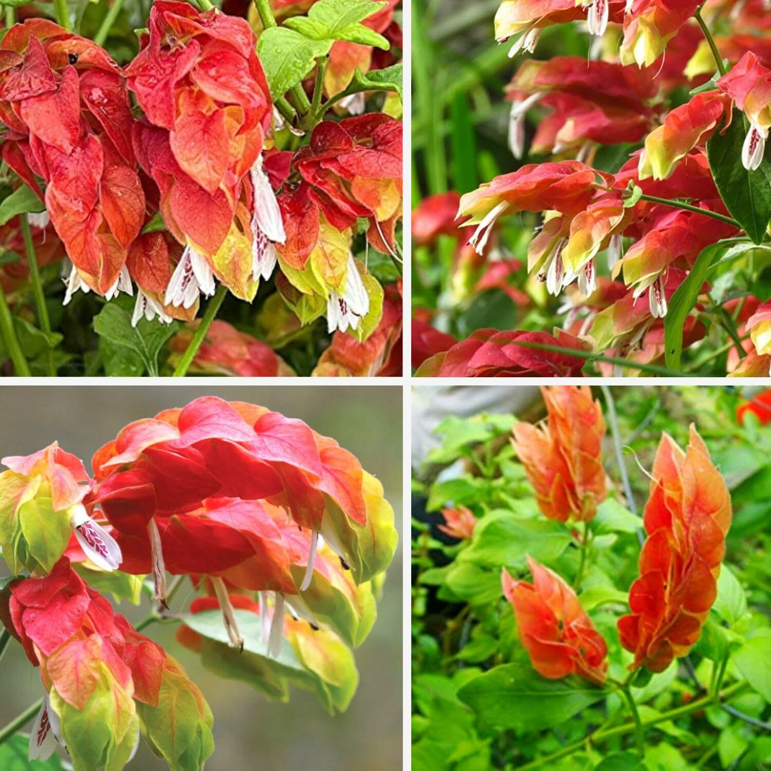 3 Live Shrimp Plants Live, Red Shrimp Plants Outdoors from 5 to 8 Inches Long
