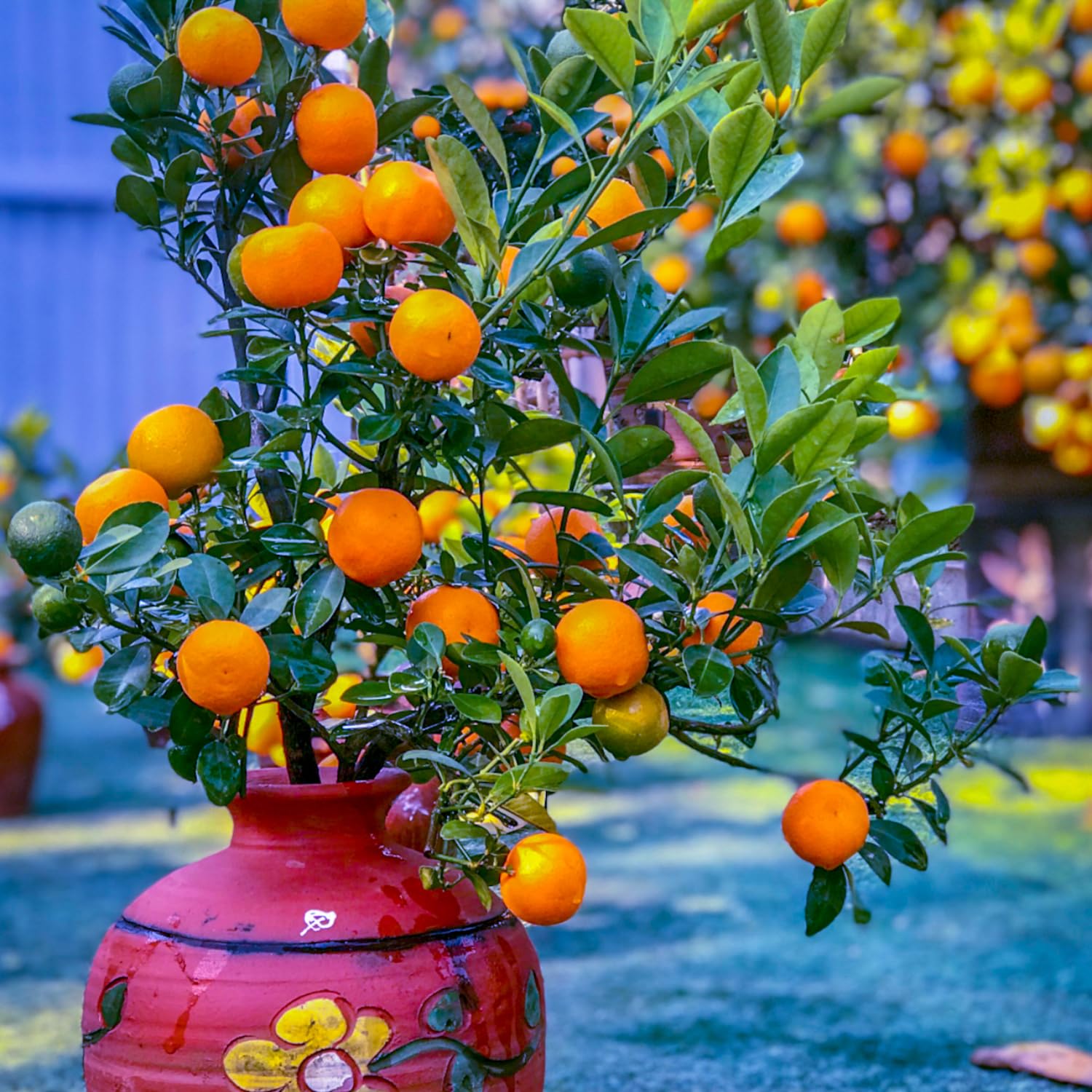 Live Calamansi Tree Plant, 3 Gallon Pot Bearing Fruit Plants, Calamondin Citrus Fruit Plant, Calamansi Kalamansi Tree for Home Patio Garden