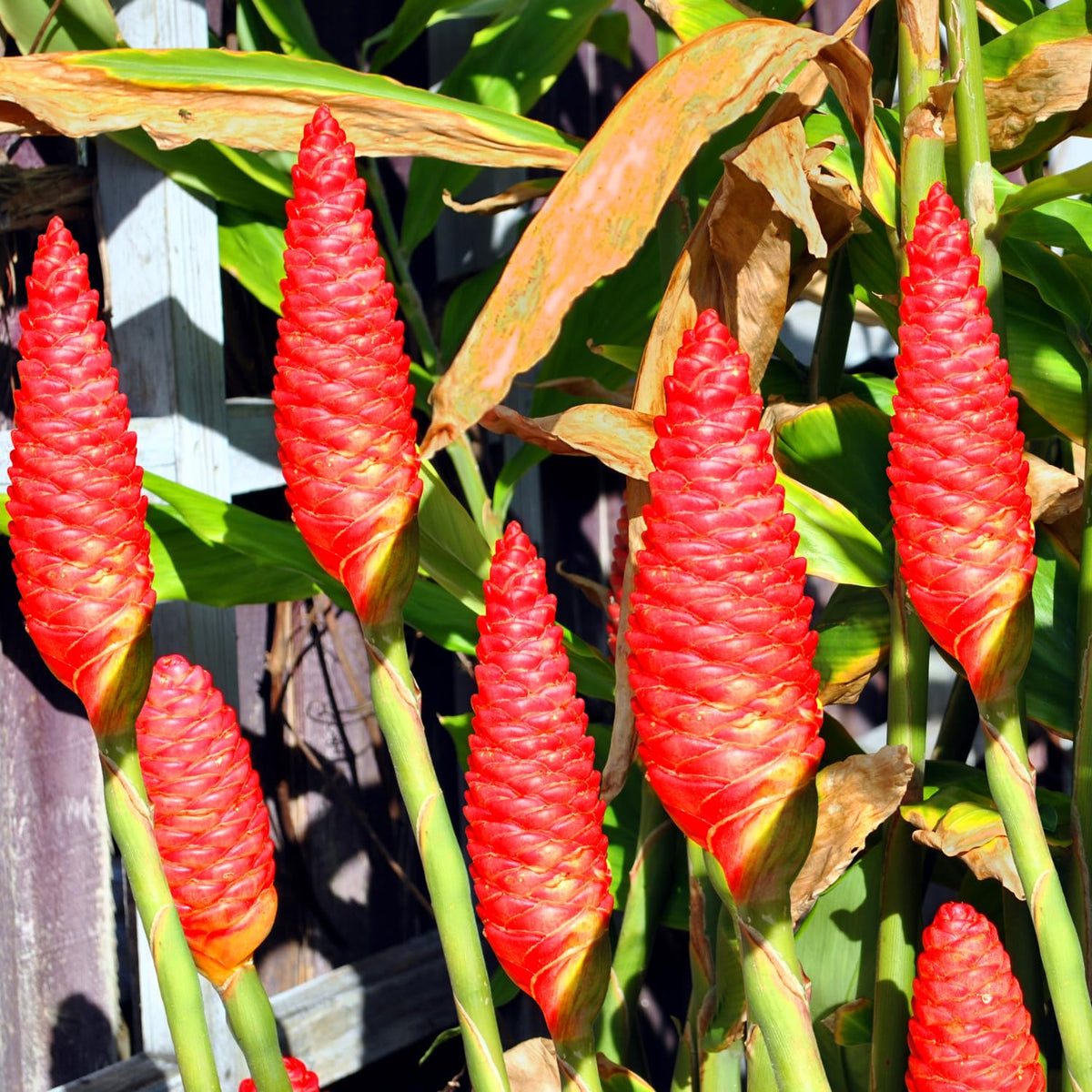 3 Awapuhi Shampoo Ginger Roots, Zingiber Zerumbet Pinecone Ginger Rhizomes, 1 Year Old, Cold Hardy Pinecone Lily Ginger Flowers
