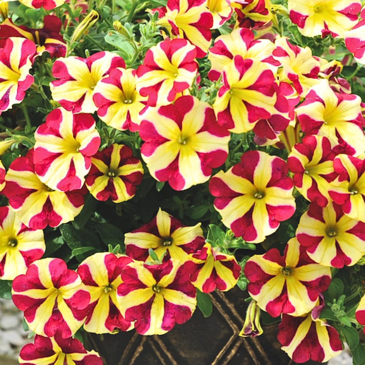 4 Petunia Live Plants, Mix Petunia Flowers, 5-9 Inch Height, Stunning Blooms
