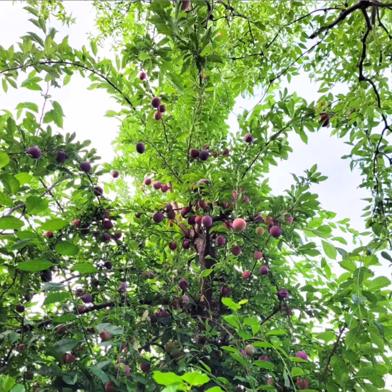 Santa Rosa Plum Tree Live Plant, 2-3 Feet Tall in 3 Gallon Pot, Plum Plant Large Fruit, Cold Hardy, Well-Rooted Fruits Tree, Outdoor Growing, No Ship to CA