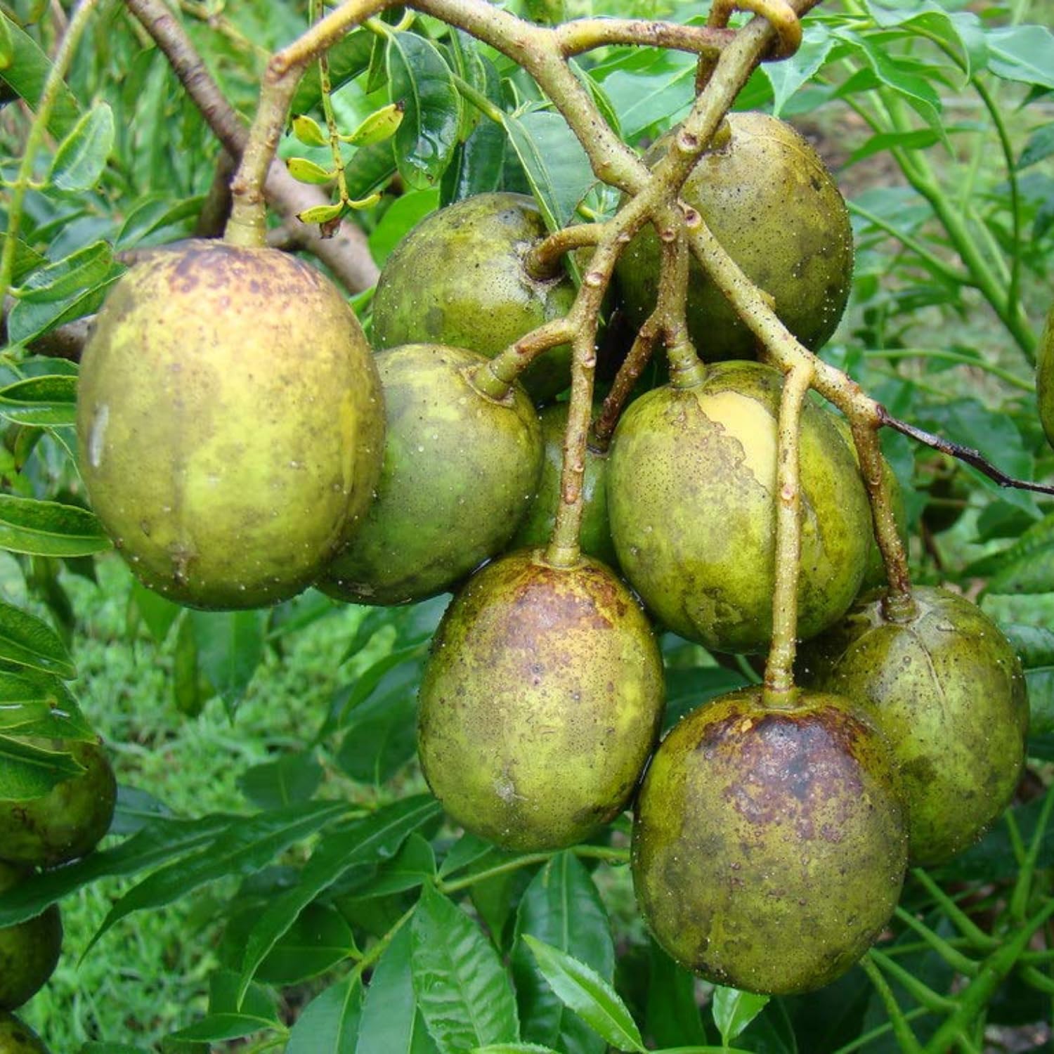 June Plum Tree Plant in 3 Gallon Pot, 2-3 Ft Tall June Plum Plant, Tropical Fruit Plants for Planting Home Garden Patio