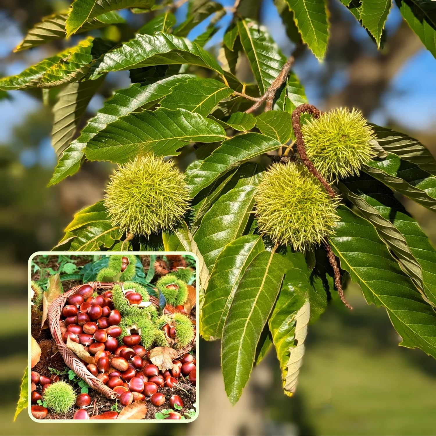 2 Chestnut Tree Bare Roots, 1 Year Old Chestnut Tree 1-1.5 Feet Tall, Fast-Growing, Hardy, Winter Dormant, Garden Growing
