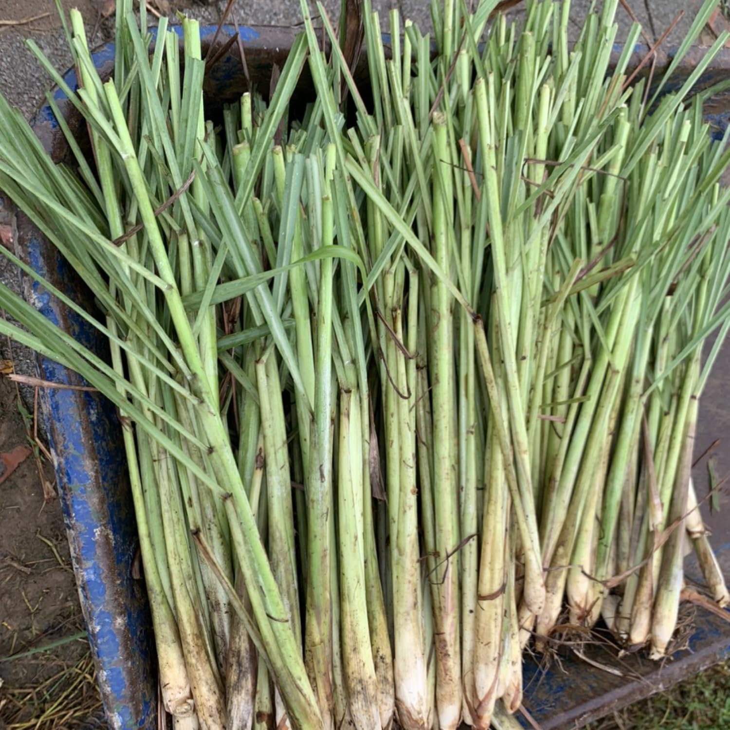 5 Lemongrass Plants Live Outdoor, Lemon Grass Herb in Gal Pot, Fresh Fragrant Lemon Grass Stalks Plants