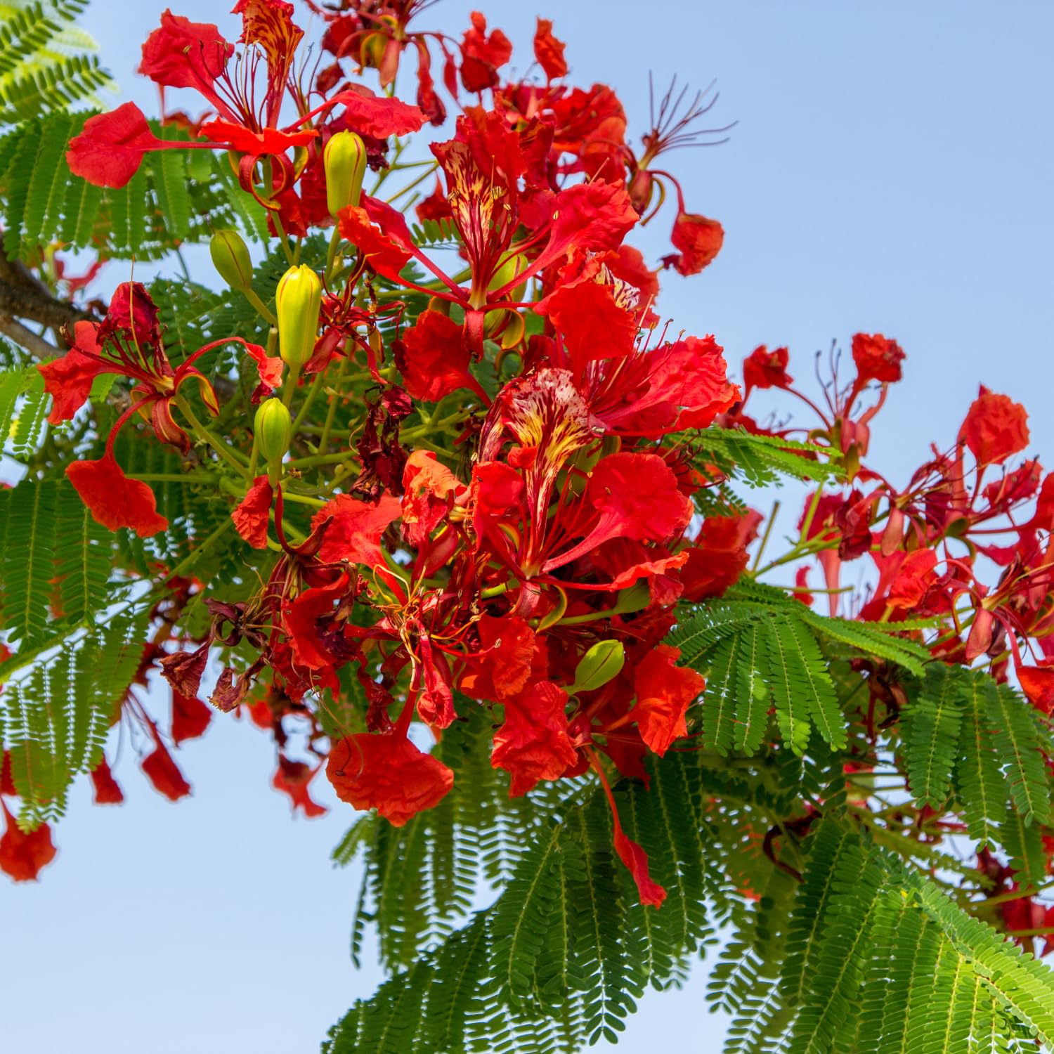Royal Poinciana Flamboyant Tree 3 Ft Tall in 1 Gal Pot, Live Tropical Flowering Tree for Patio, Container and Backyard Planting, Fast Growing Shade Tree, No CA