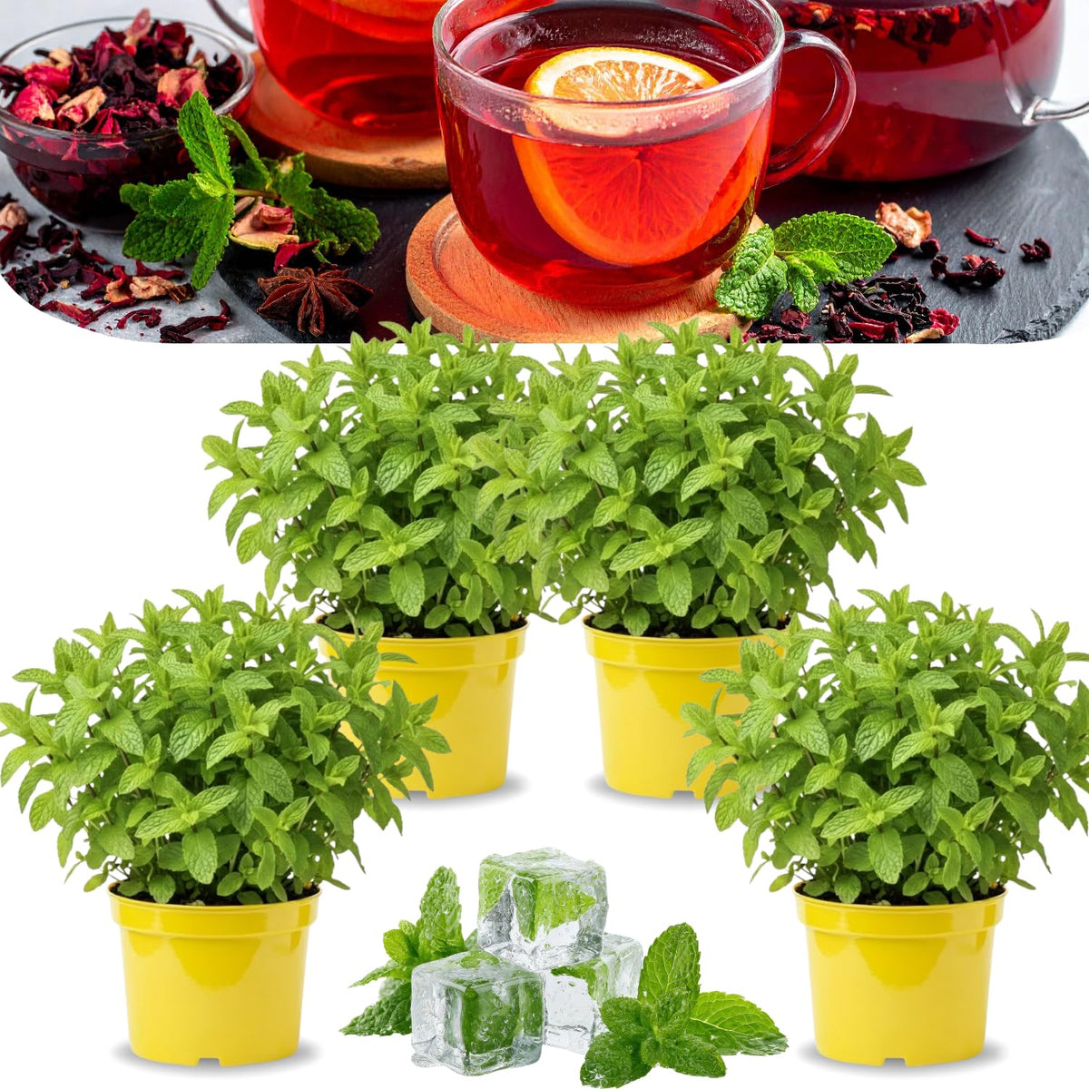 4 Random Mint Plants Live for Spring Planting, Fragrant Culinary Herb Mint for Indoor Outdoor Zones 3-11, Very Hardy and Fast Growing, Size 4-7" in Tall