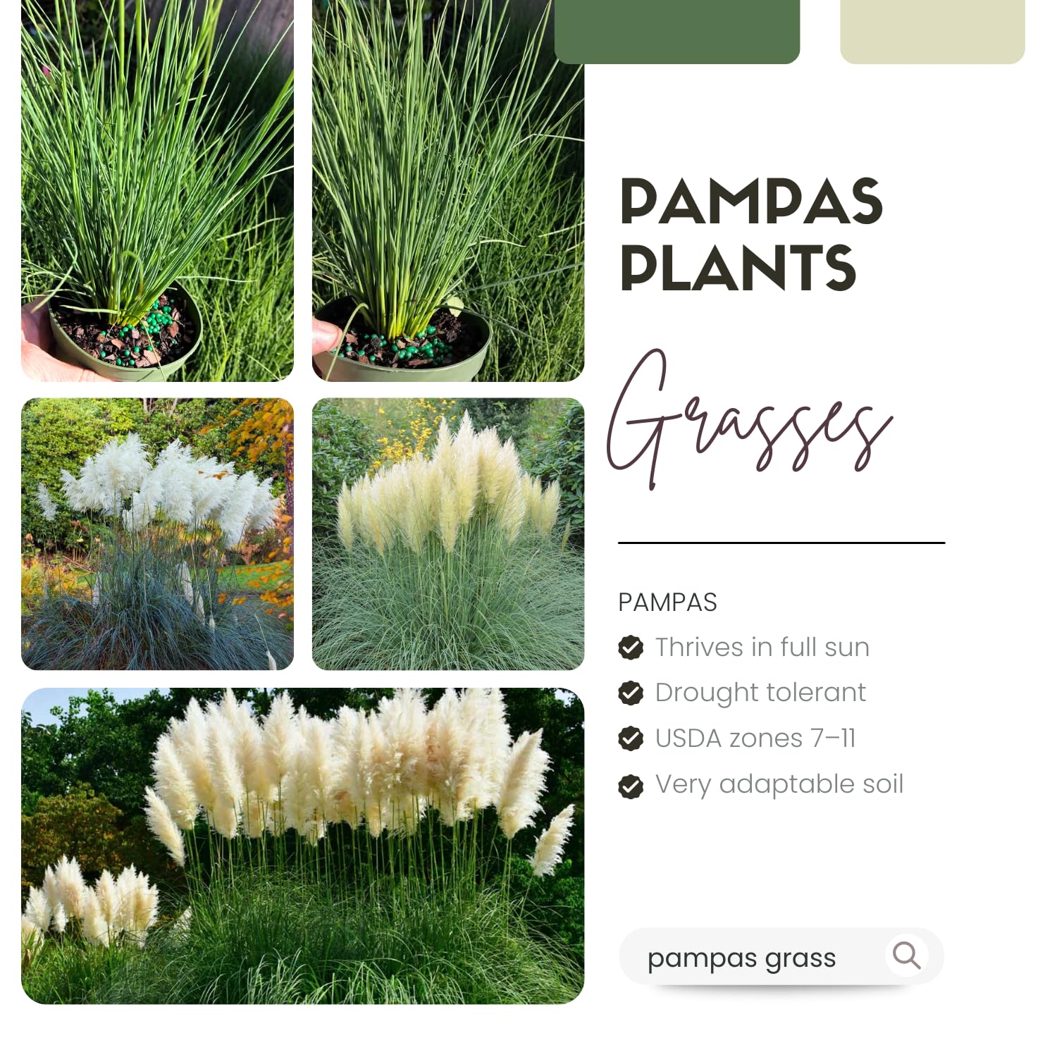 2 Pampas Grass Plants Live, Tall Ornamental Perennial Grass for Landscaping, 5-9 Inch Height Well Rooted (Dwarf Blue Pampas Grass)