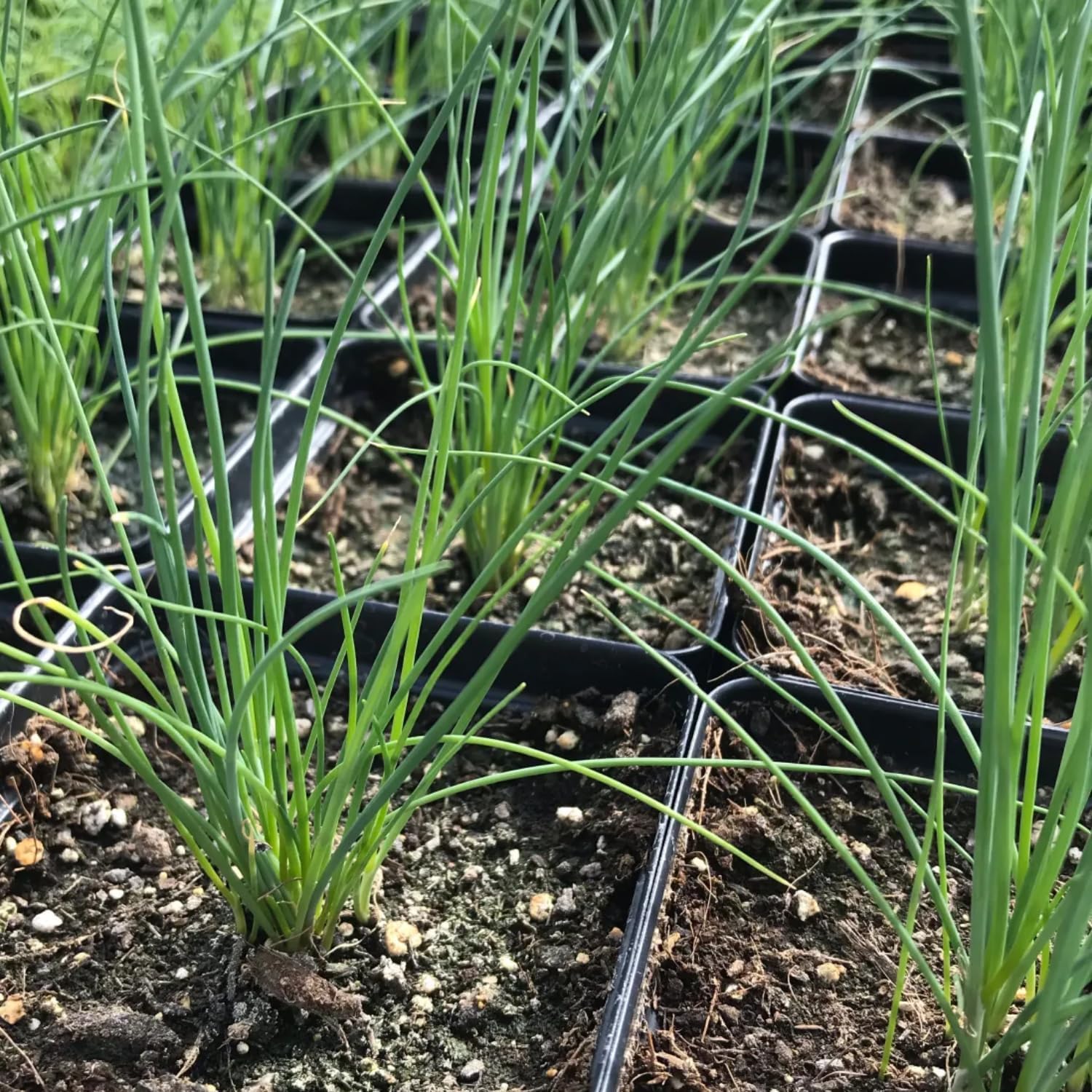 5 Chives Plants Live for Planting, Heirloom Leeks Plant, 4-8 Inch Tall