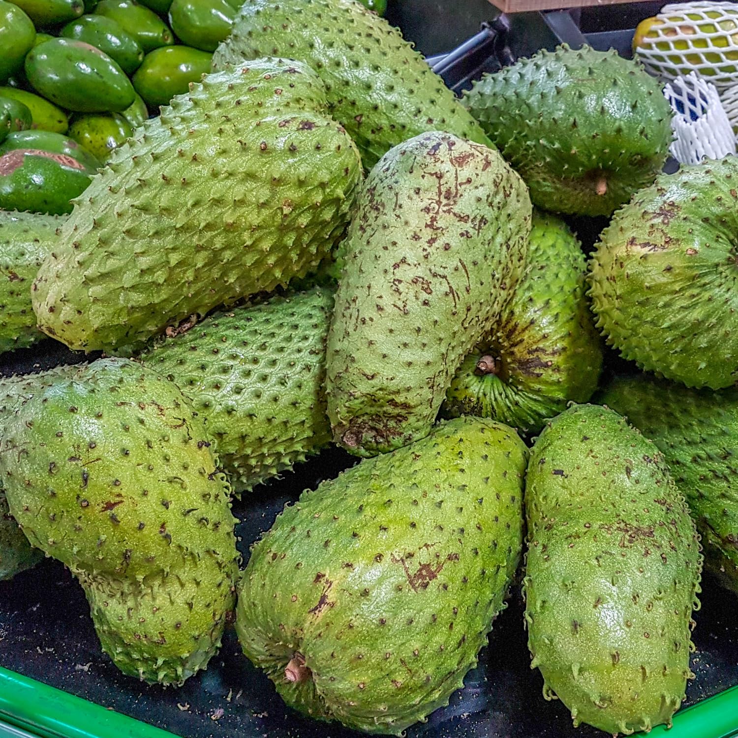 2 Years Old Soursop Tree Live Plant in 1 Gallon Pot, Guanabana Fruit Tree 2-2.5 Ft Tall for Outdoor or Container Growing, Tropical Garden Plant, No CA