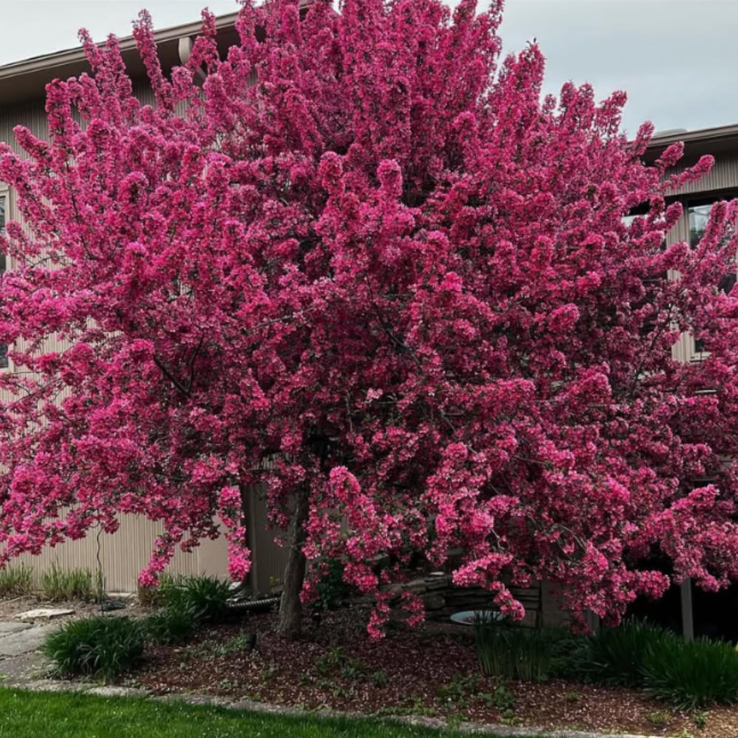 Eastern Redbud Tree Plant Live, Pink Purple Redbud Plant 1-2 Feet Tall, Hardy Ornamental Flowering Tree for Outdoor Landscape