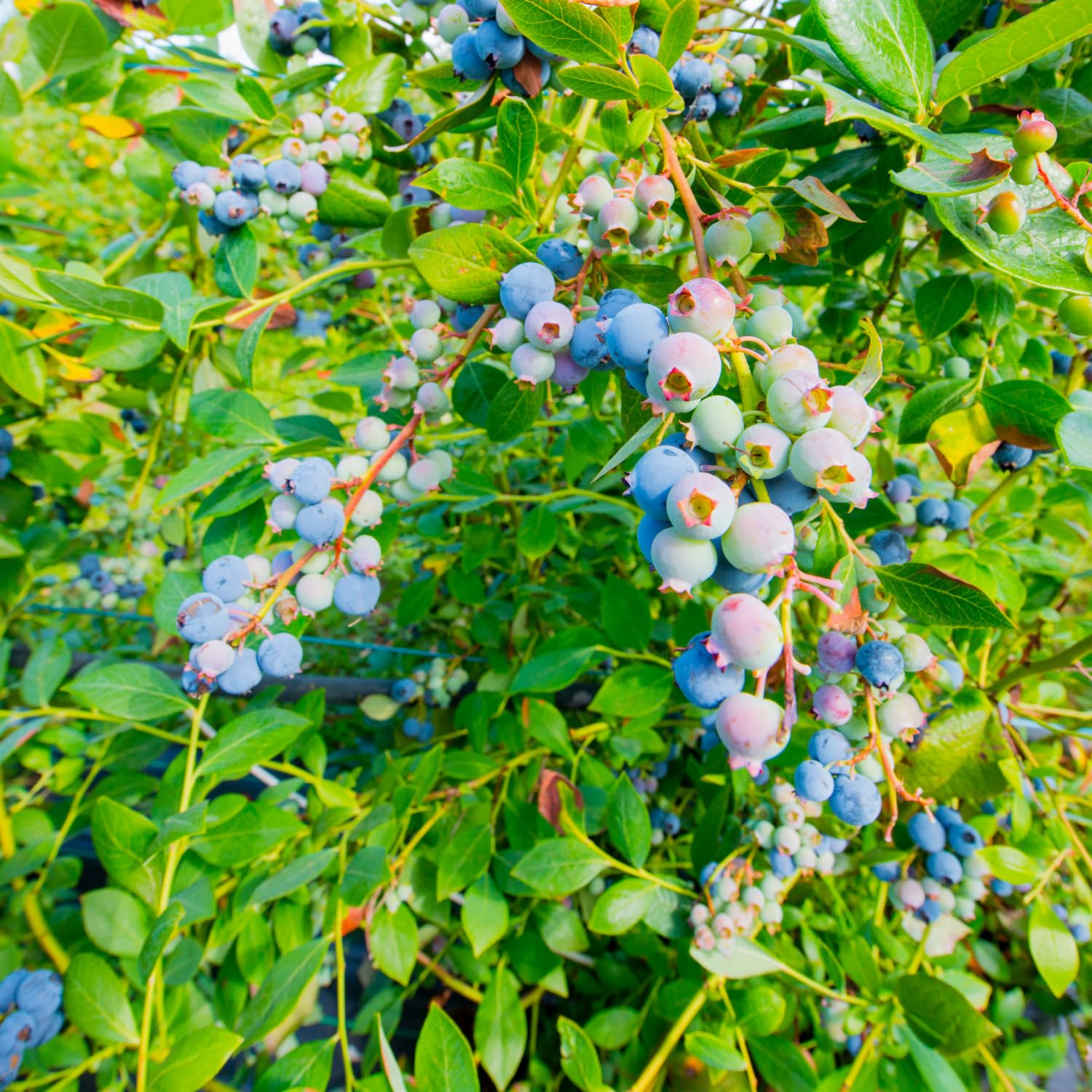 Sweet Blueberry Plant, Blueberry Bushes Live Plant, Fruit Bearing Bushes, 2 Gallon Pot, Outdoor Garden Plant, No Ship to CA