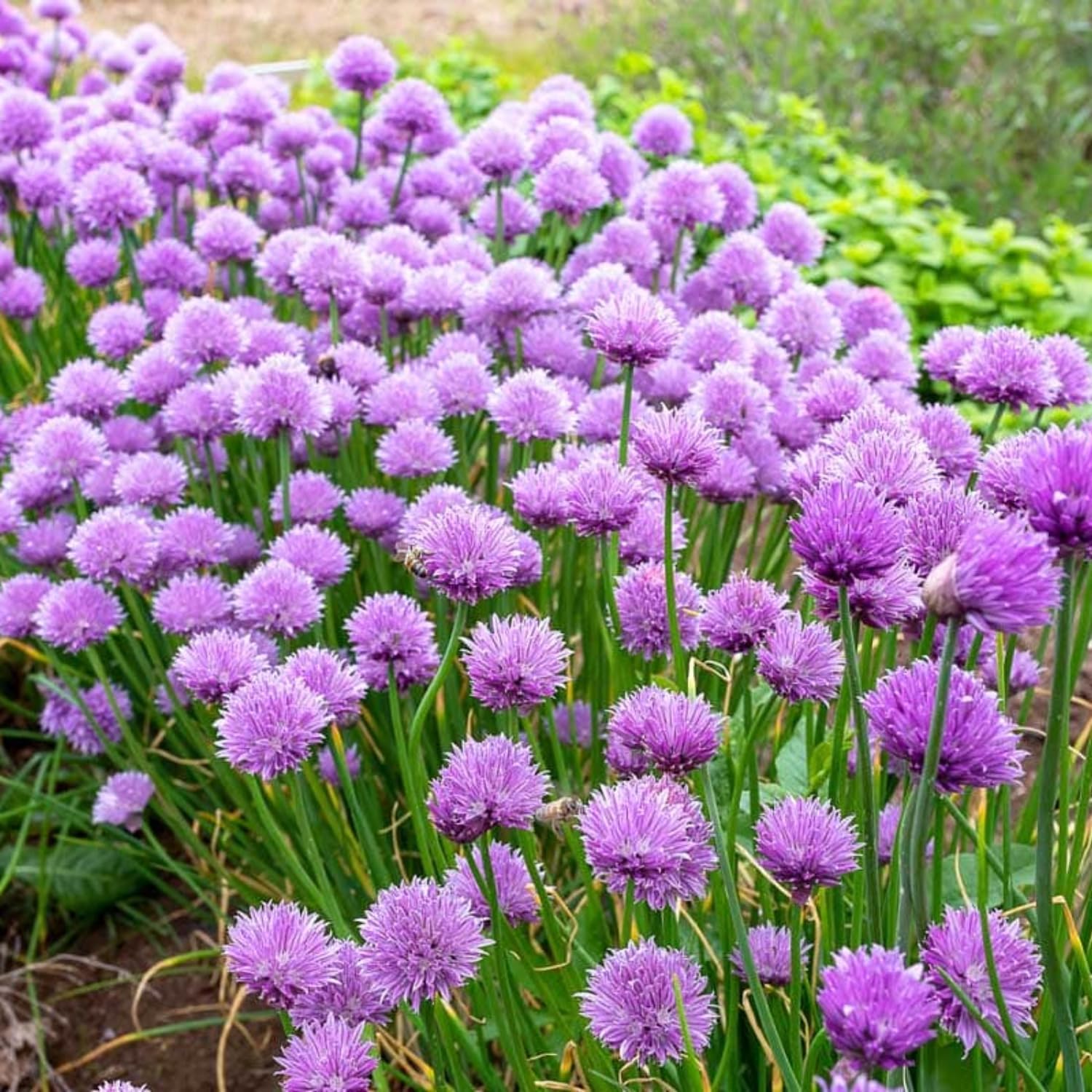 5 Chives Plants Live for Planting, Heirloom Leeks Plant, 4-8 Inch Tall