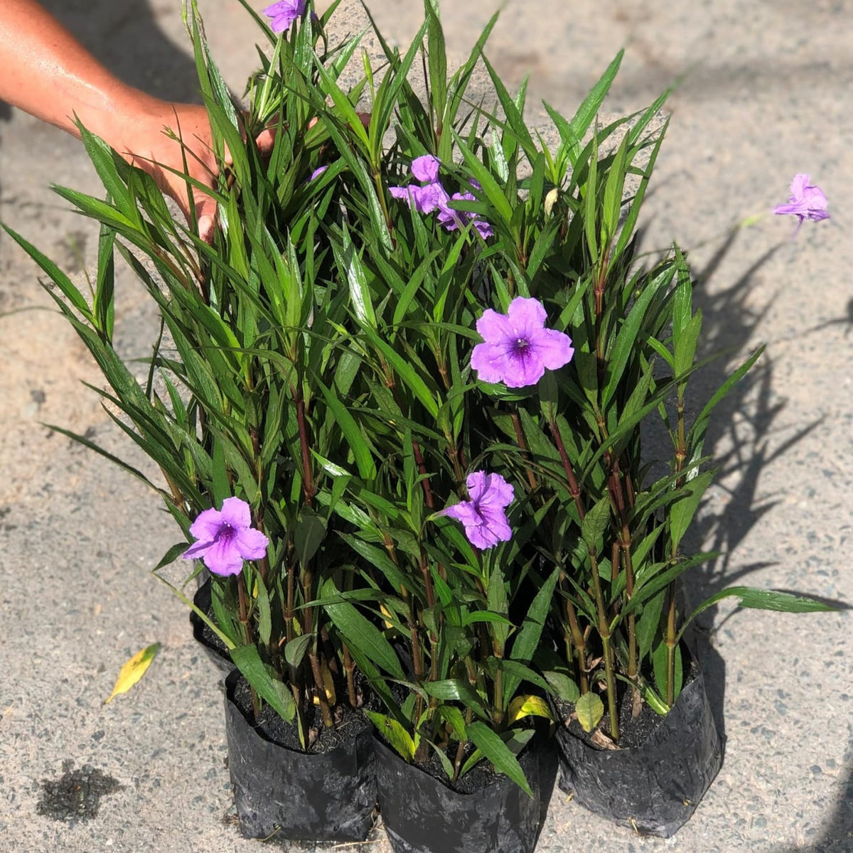 6 Purple Mexican Petunia Plants Live, 4-7 Inches Tall, Hardy Perennial Flowers