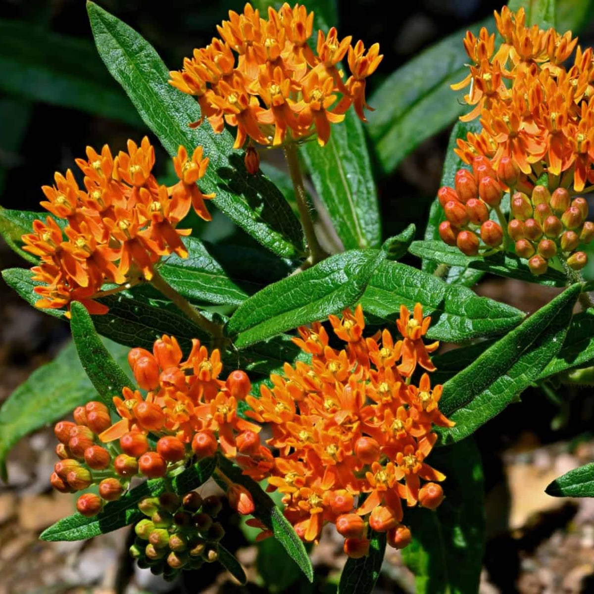 Set 4 Butterfly Milkweed Plants Live, Milkweed Live Plants, 5-8" Height, Ornamental Asclepias Tuberosa Perennial Flowers (Orange Milkweed)