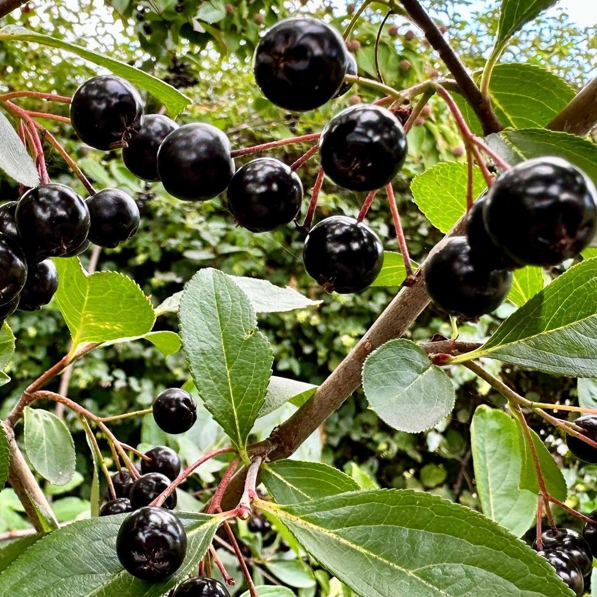 Aronia Chokeberry Plant Live 6-12 Inch Tall