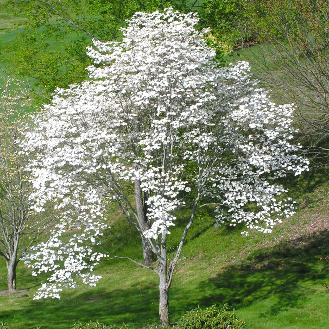 White Dogwood Tree Live Plant, 6"-1 Ft Dormant Bare Root, Flowering Dogwood Plant Well Rooted Cold Hardy Ornamental Trees Plants Outdoor