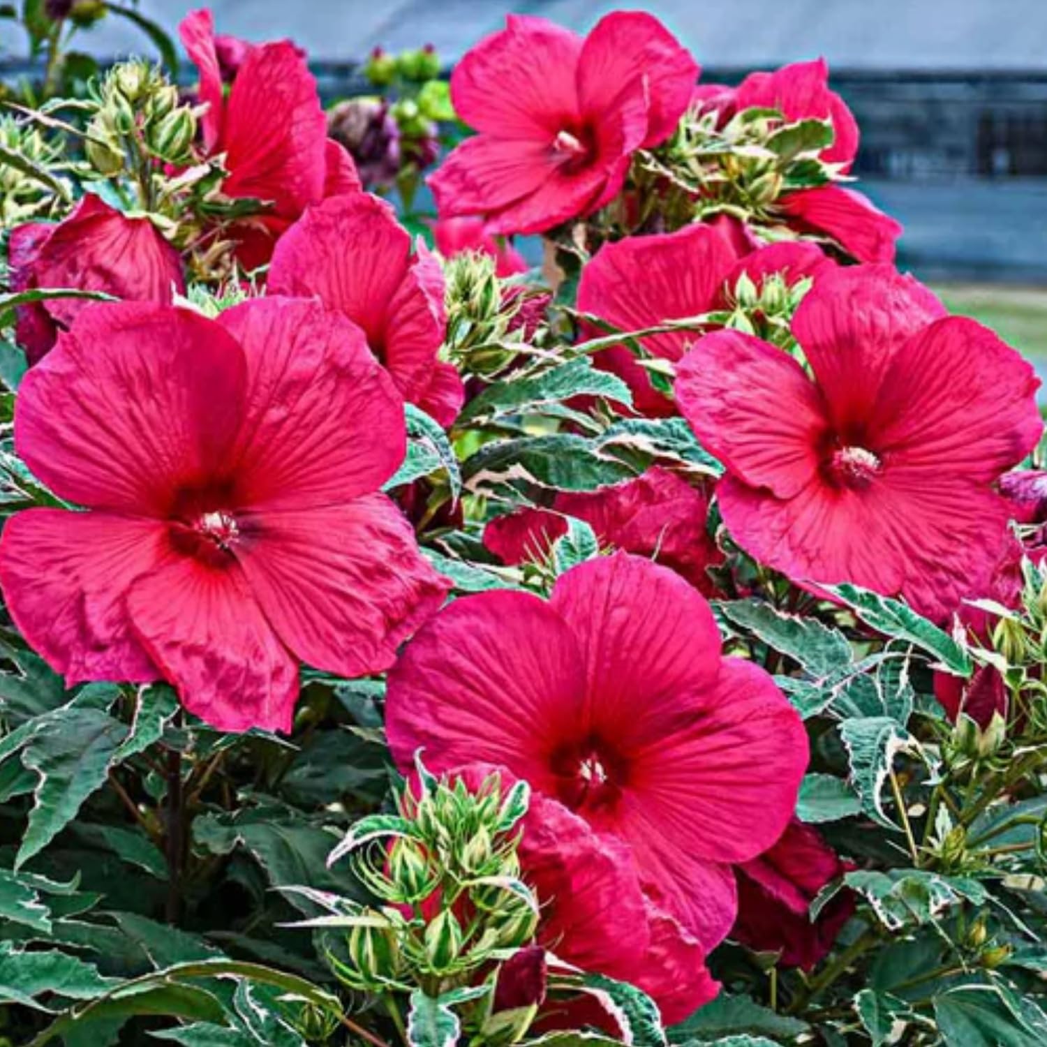 Set 2 Hibiscus Plants Live, Hardy Hibiscus Tree Live Plant, 5-9 Inch Tall, Hibiscus Flowers Plant to Grow (Rose Hibiscus)