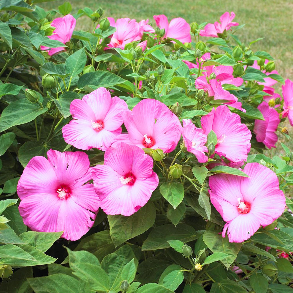 Set 2 Hibiscus Plants Live, Hardy Hibiscus Tree Live Plant, 5-9 Inch Tall, Hibiscus Flowers Plant to Grow (Pink Hibiscus)