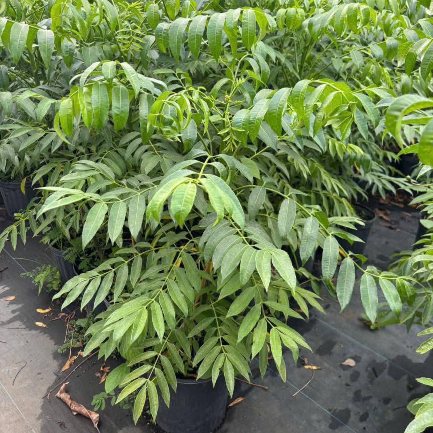 Ready to Bear Fruit Thai June Plum Tree Live Plant 2 Years Old in 3 Gallon Pot, Hardy in Zones 9-11