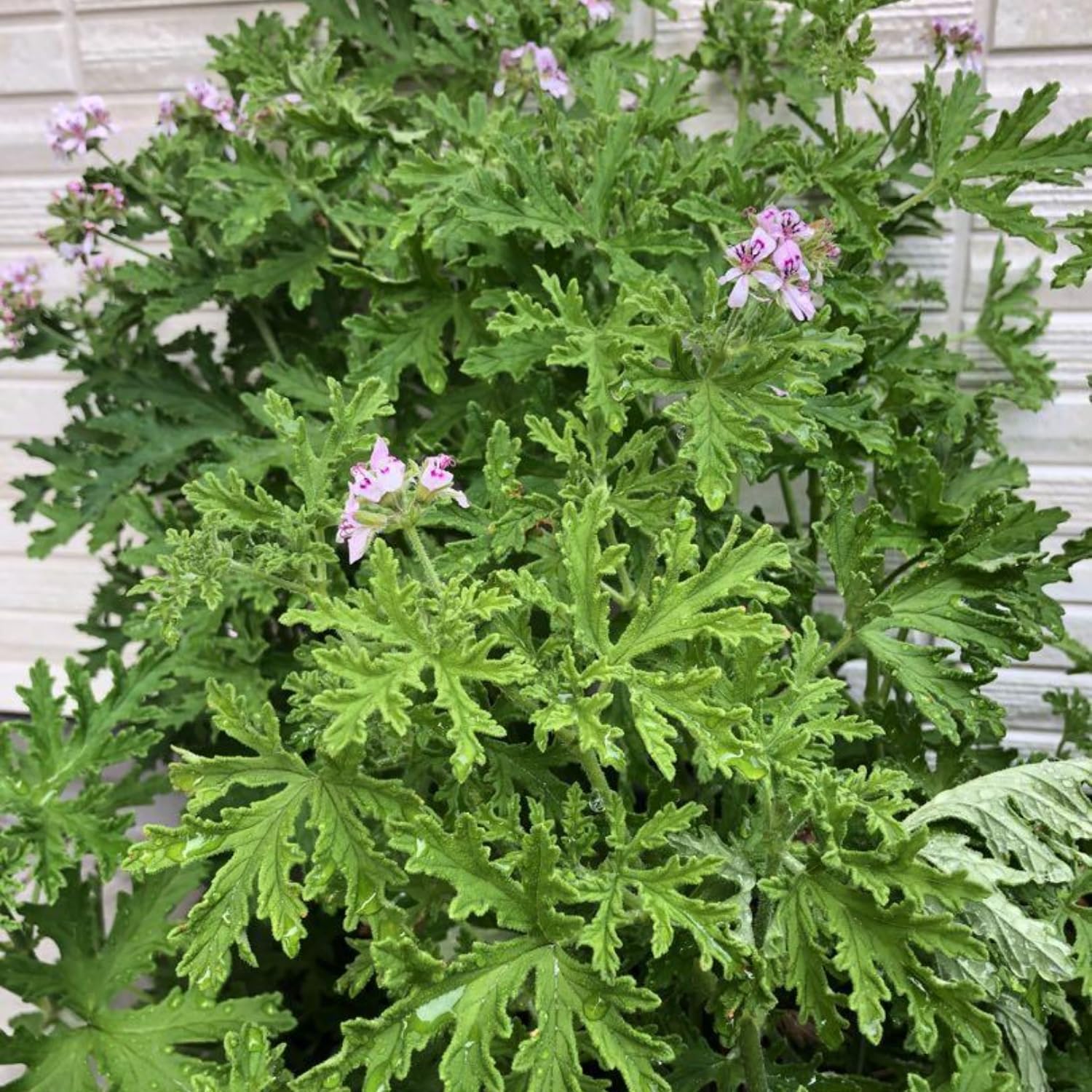 Citronella Plants Live, 5 to 8 Inc Tall, Live Citronella Plants Herb Plant Outdoor Growing