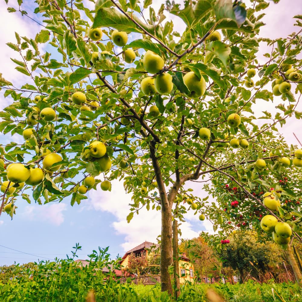 Delicious Apple Tree Live Plant, 3 Gallon Pot from 2 to 3 Feet Tall, Apple Trees Live Plants, Fruit Tree for Outdoor Gardening, No Ship to CA (Golden)