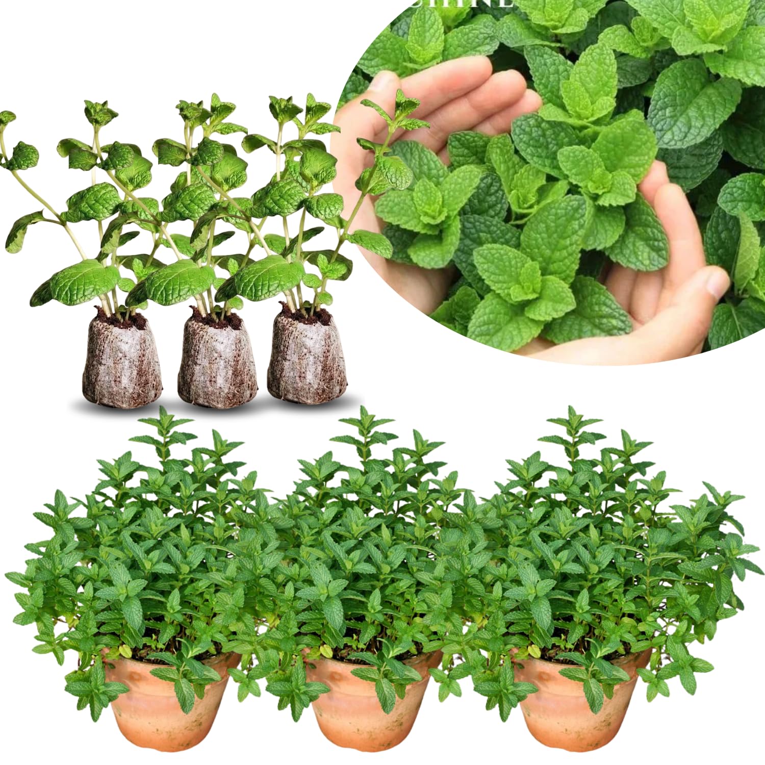 Pack 3 Mint Plants Live, 4-6" Very Fast Growing, Fragrant Culinary Herb Mint for Indoor Outdoor Gardening, Cold Hardy, Spring Planting, Random