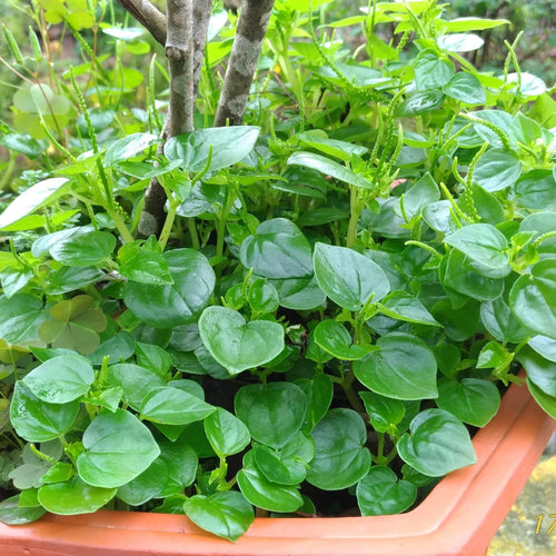 2000 Crab Claw Seeds to Grow, Vegetable Seeds for Planting Garden Container